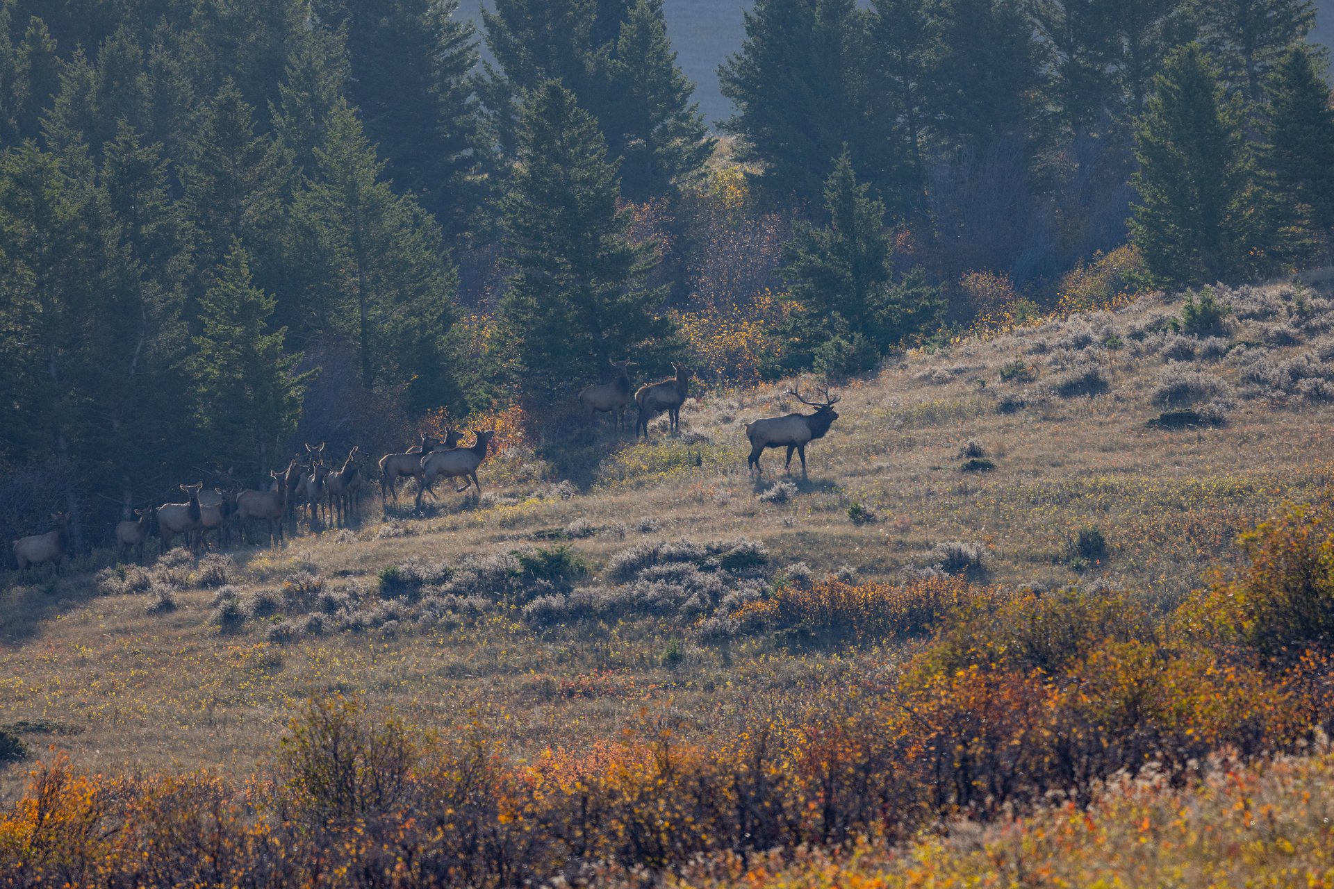 Box Elder Ranch