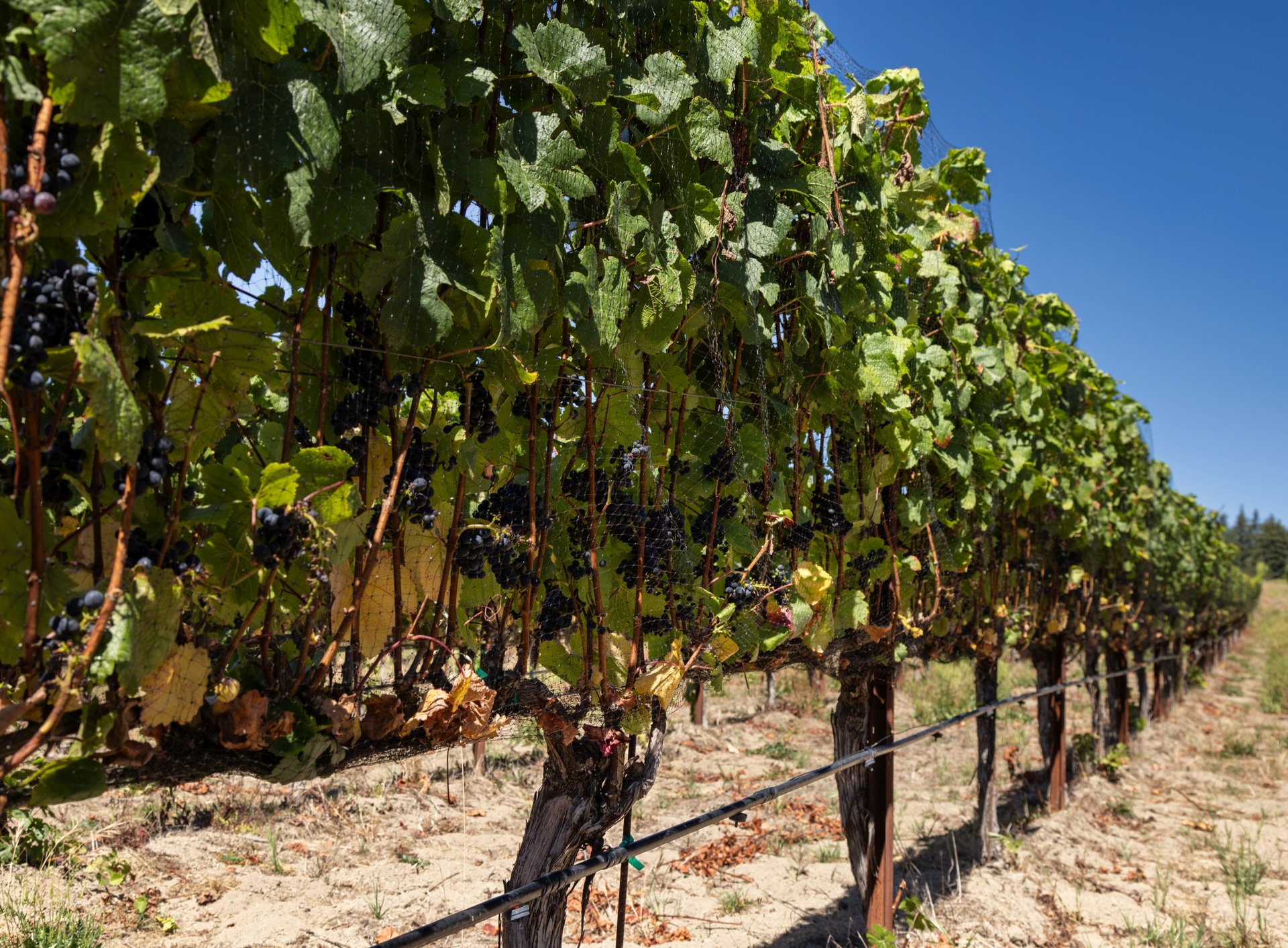 Santa Cruz Vineyard & Horse Property