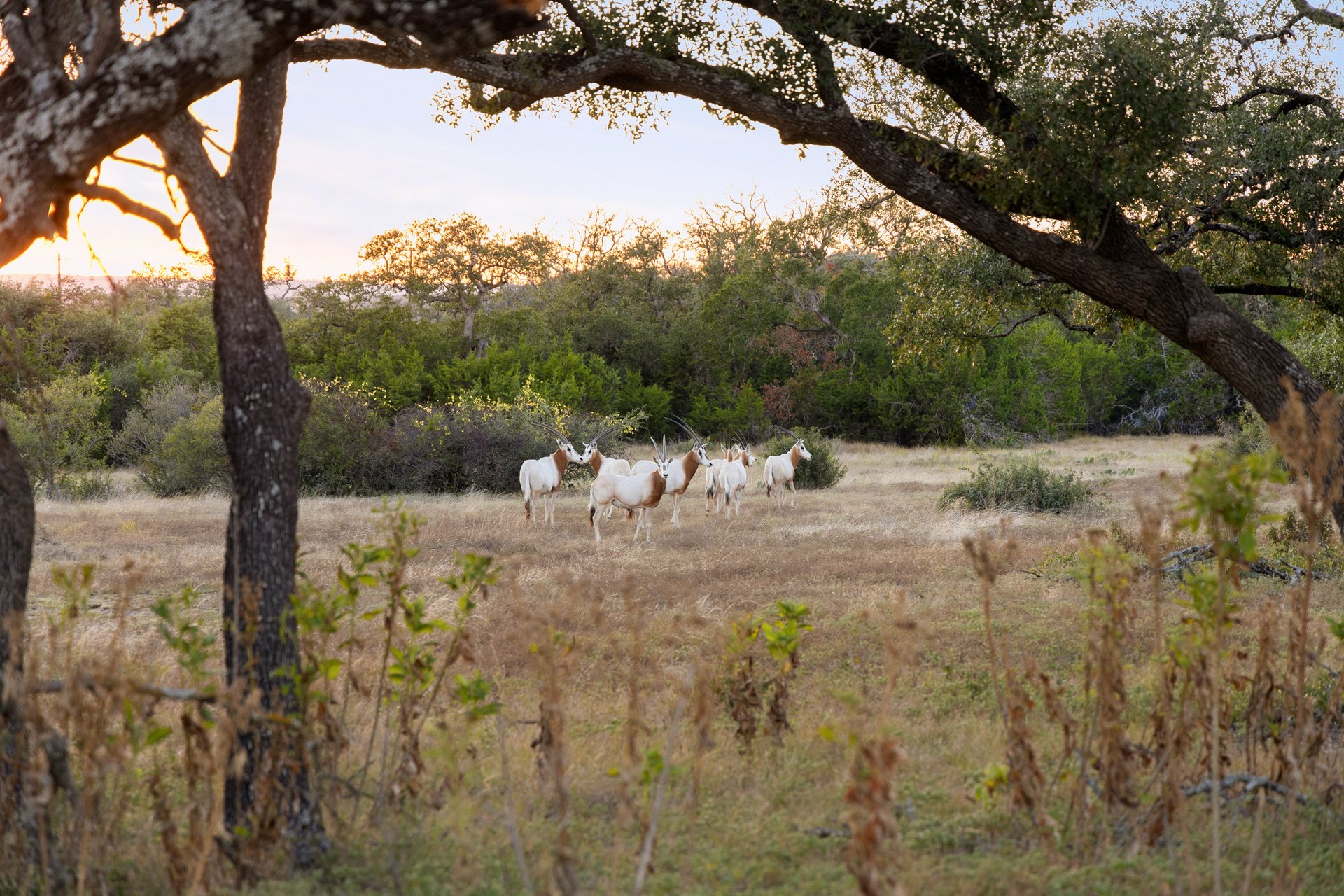 Wildhaven at Legacy Hills