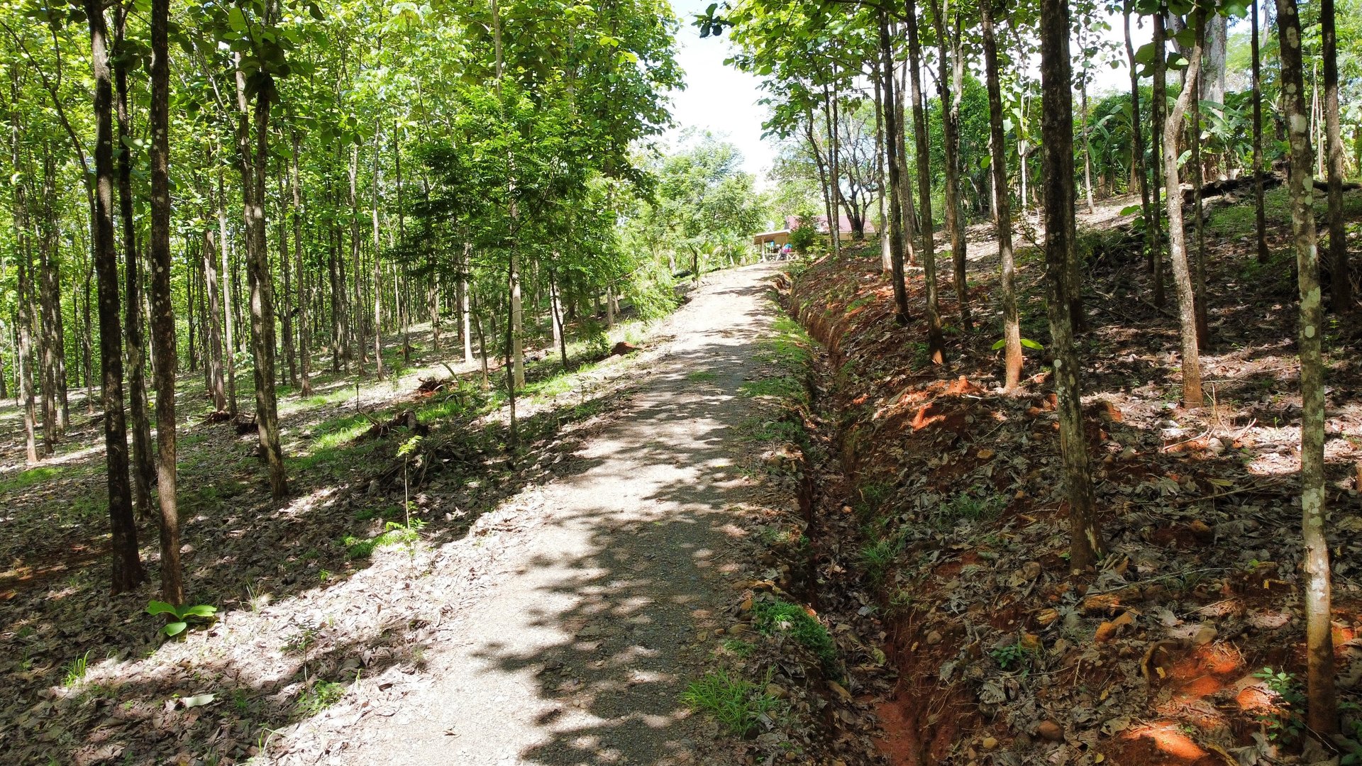 7-Hectare Farm with Teak Plantation, Existing Home & Eco-Development Potential Near Parrita, Costa Rica