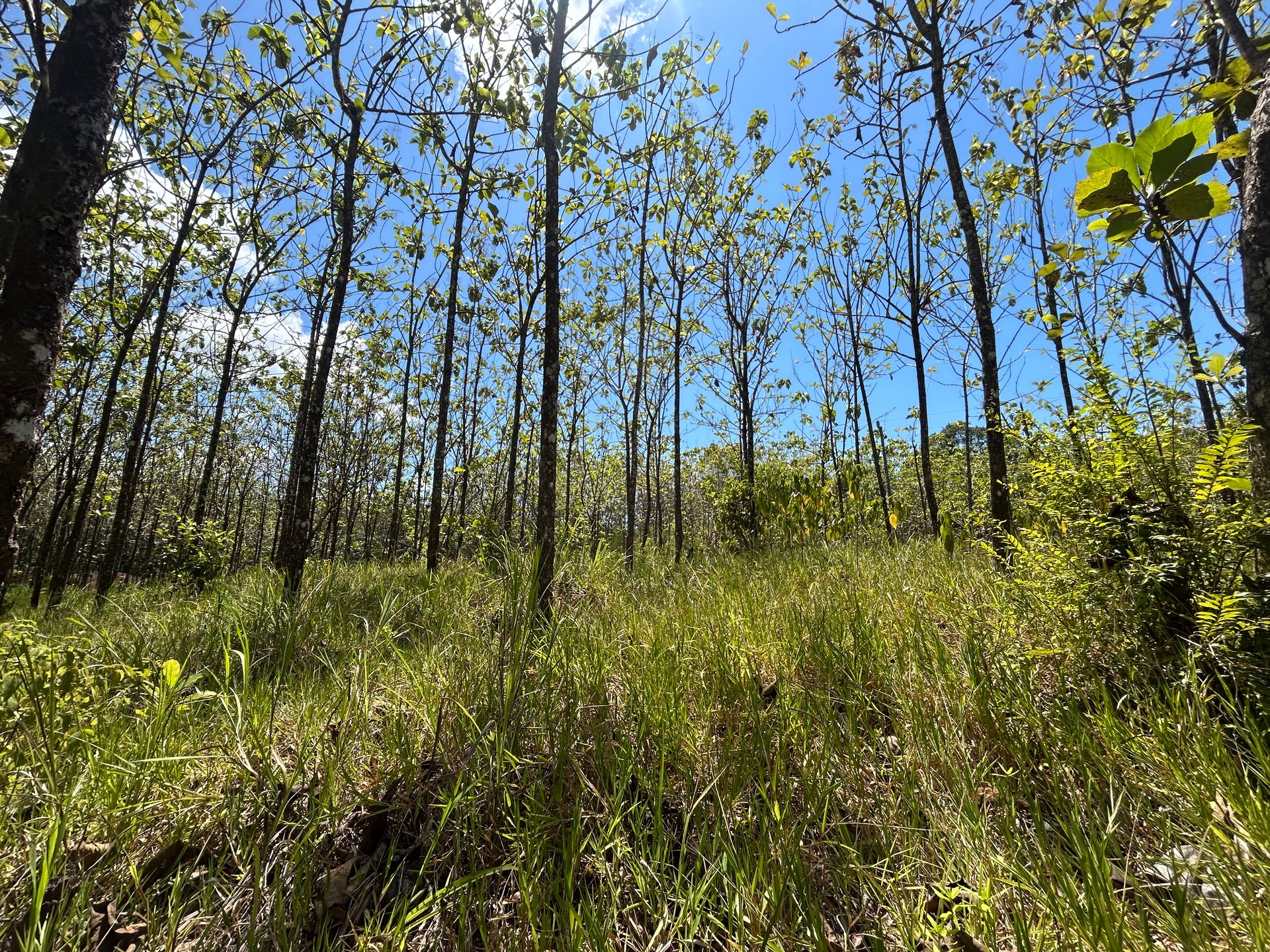 Prime 1.24-Acre Land in Matapalo / San Andrés – Ready to Build