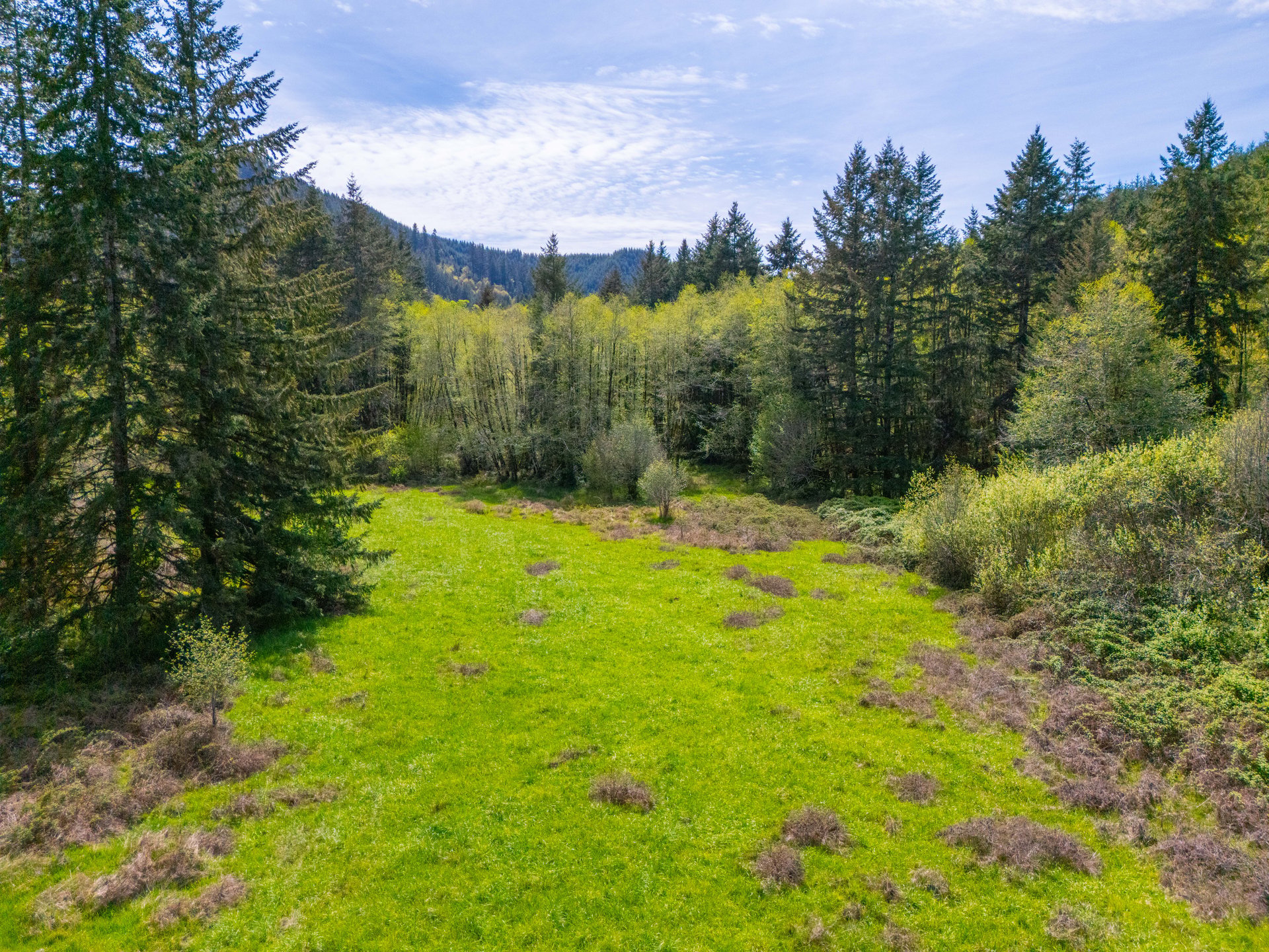 Nelson Mountain Meadows