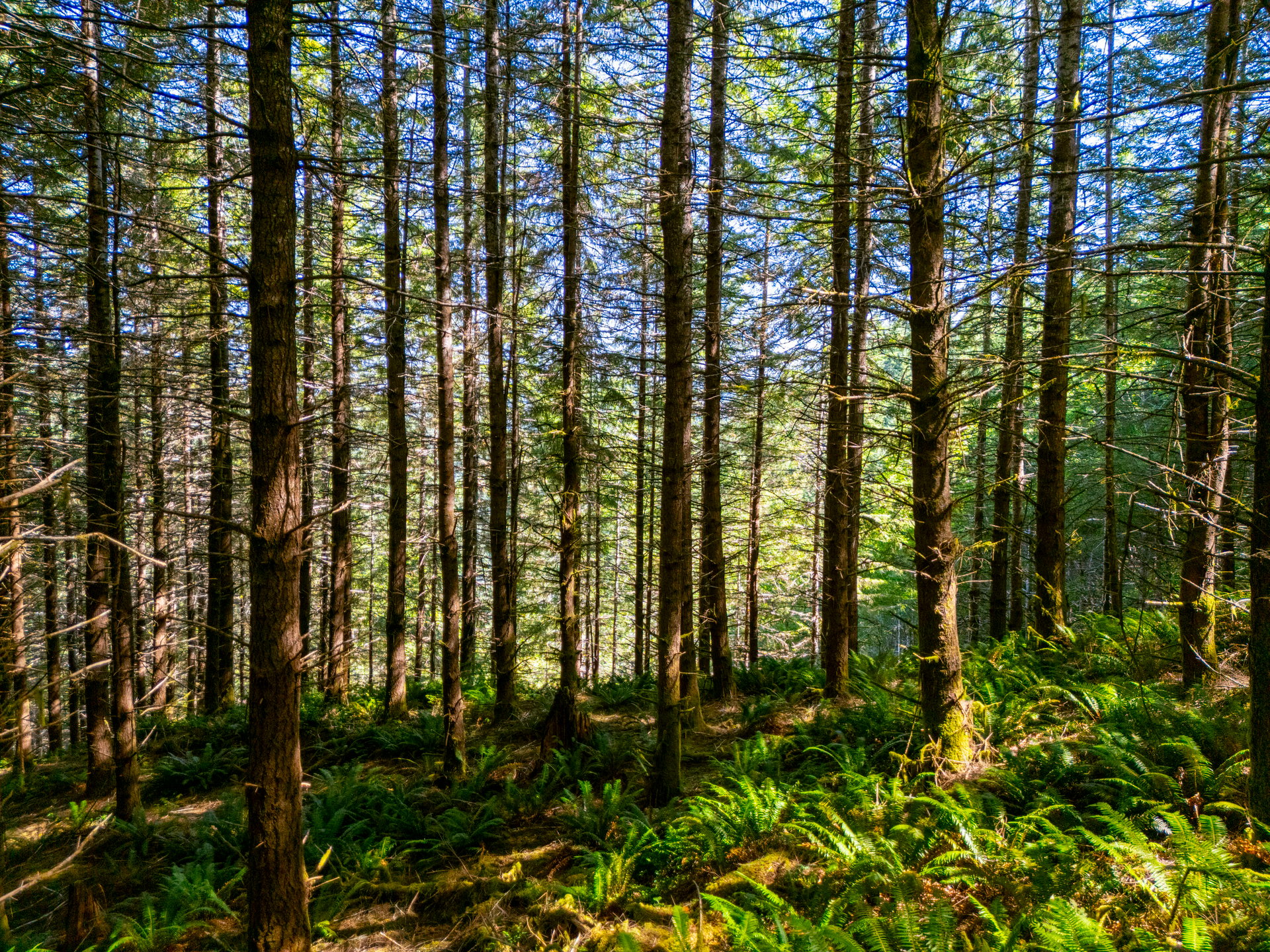 LINCOLN-HILLTOP TREEFARM Sealed Bid Offering 