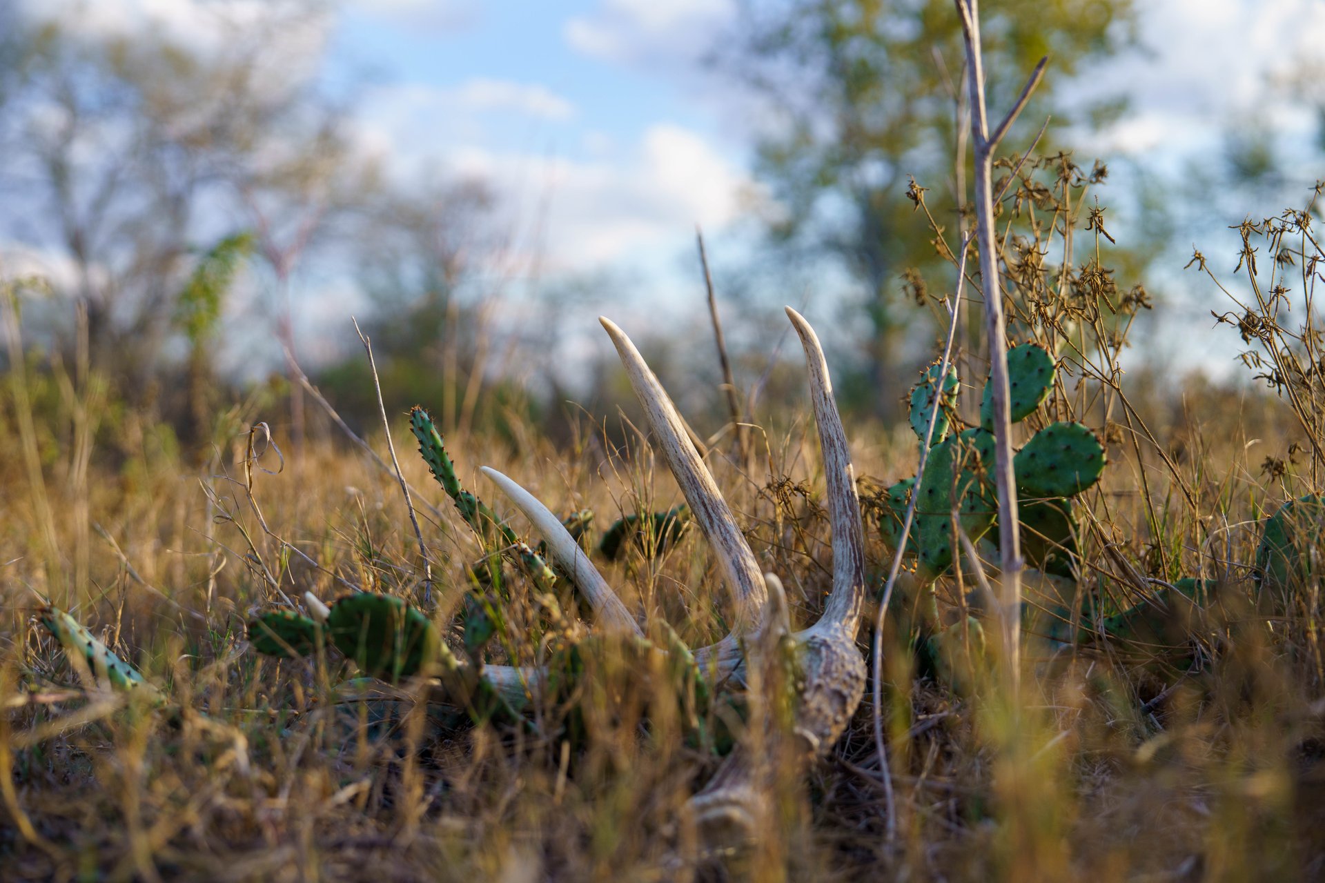 Gonzales County | 104+/- Acres