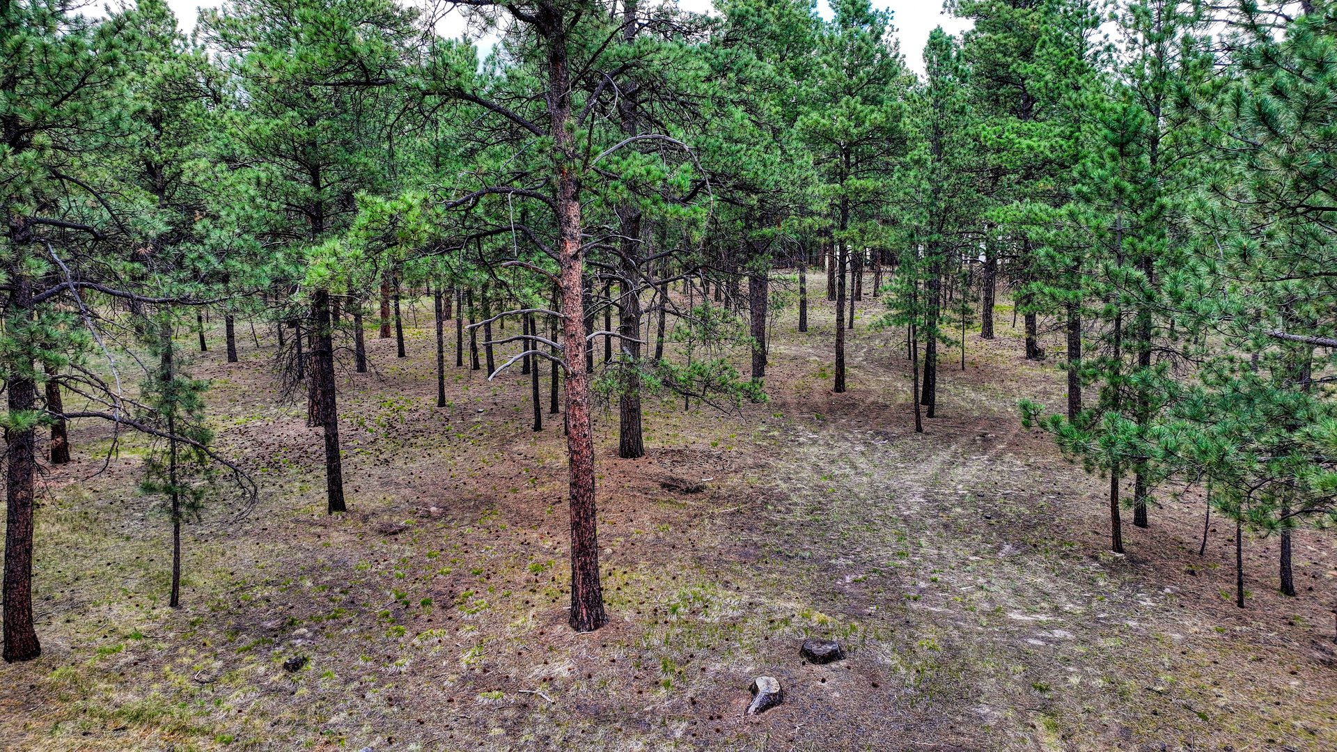 9950 Pine Park Trail
