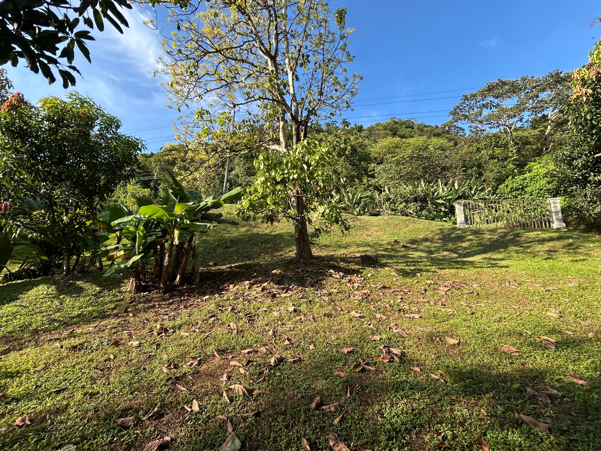 Commercial & Residential Property in Punta Mala with Producing Fruit Trees