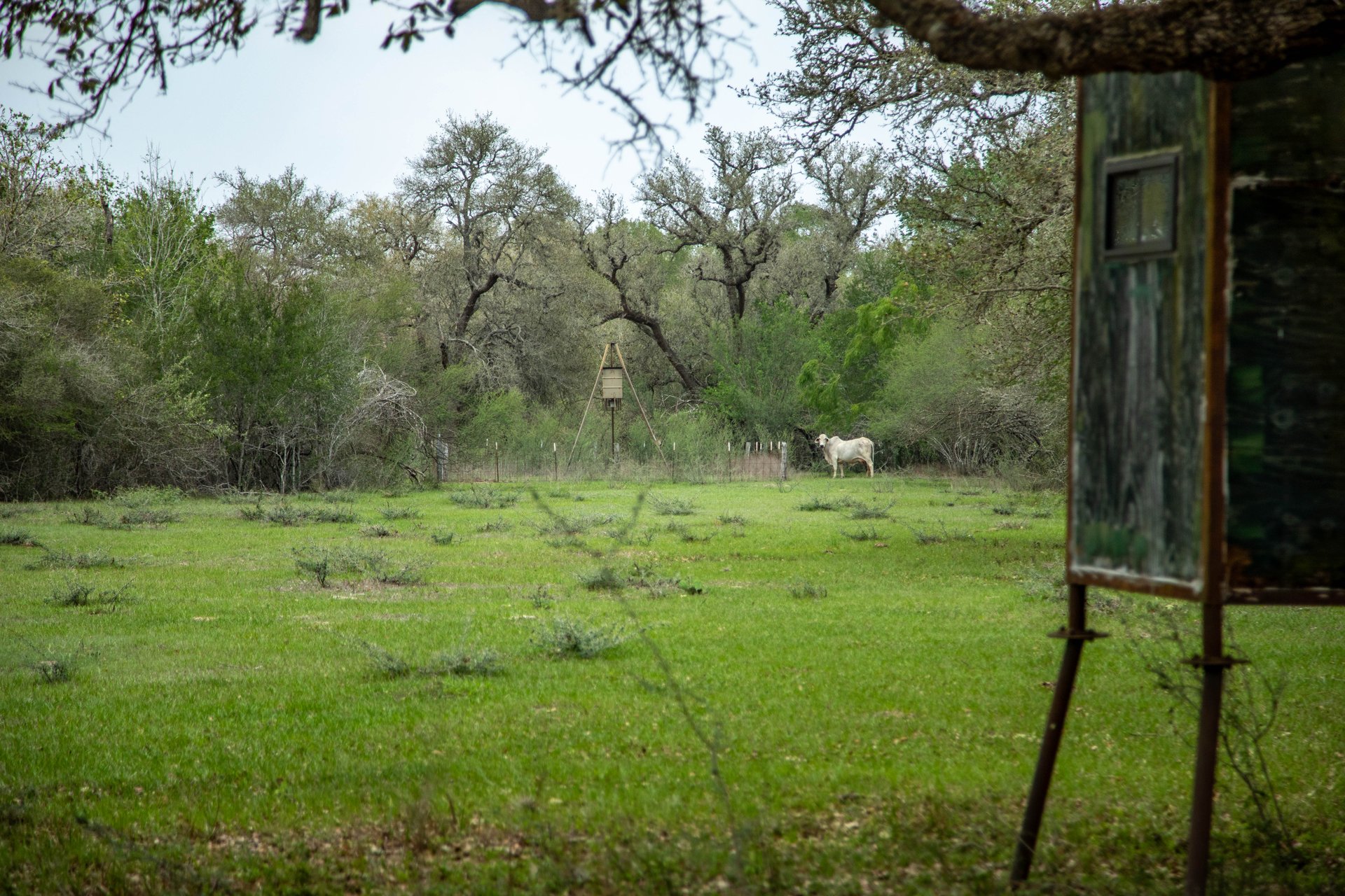 Five Mile Creek Reserve | 252.73± Acres-High Fence | DeWitt County, TX