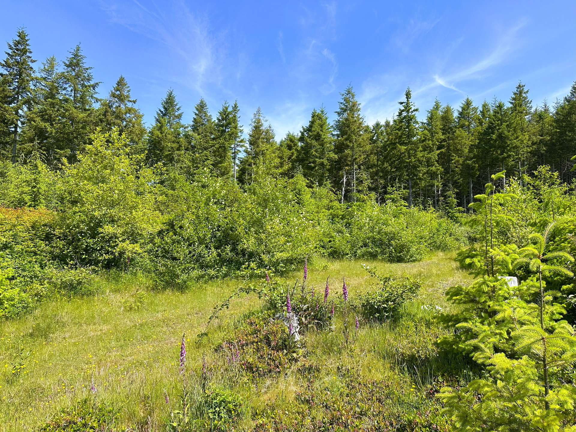Alsea Estuary Forestland