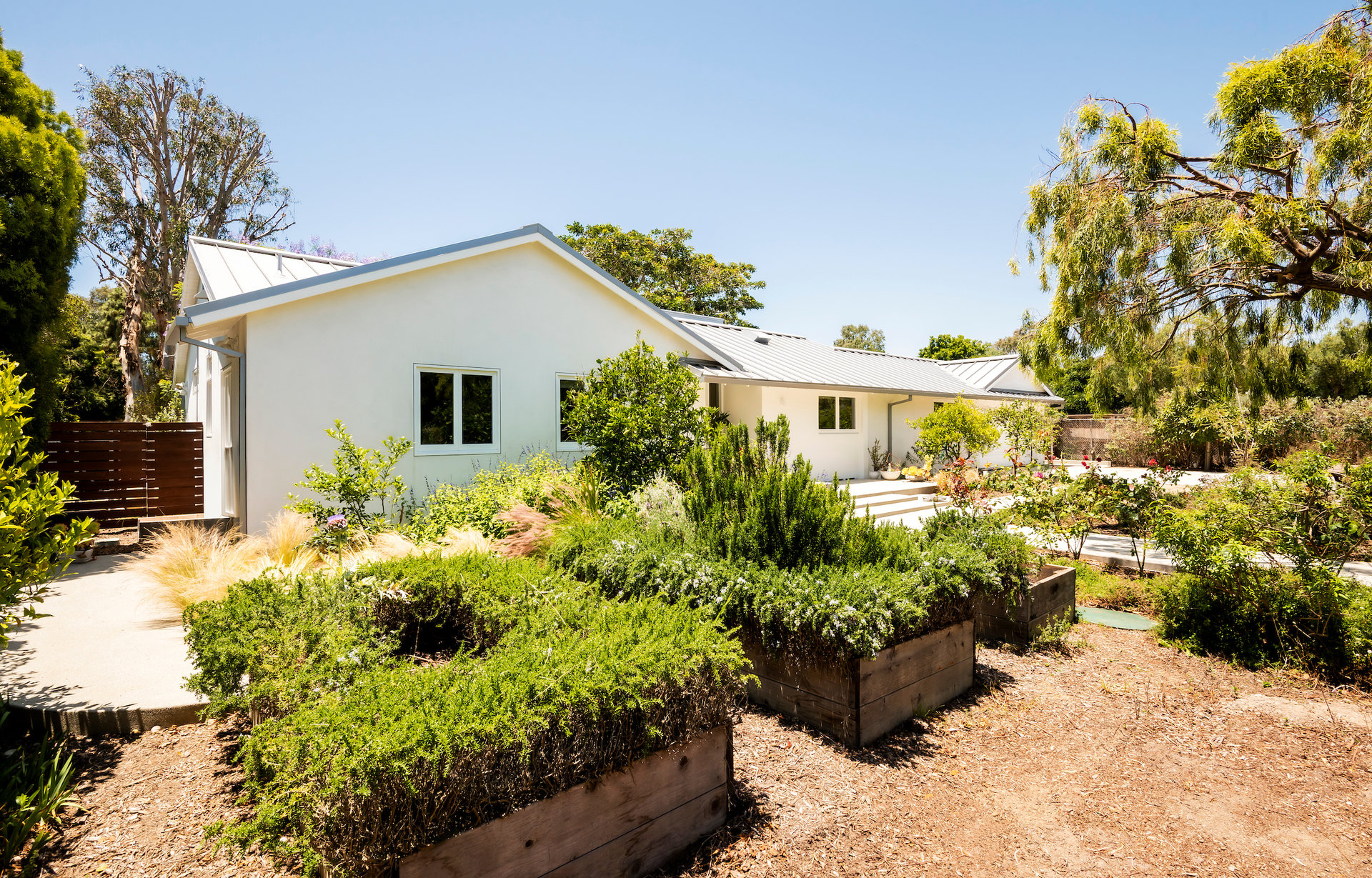 White modern home behind raised wooden garden beds and lush landscaping.