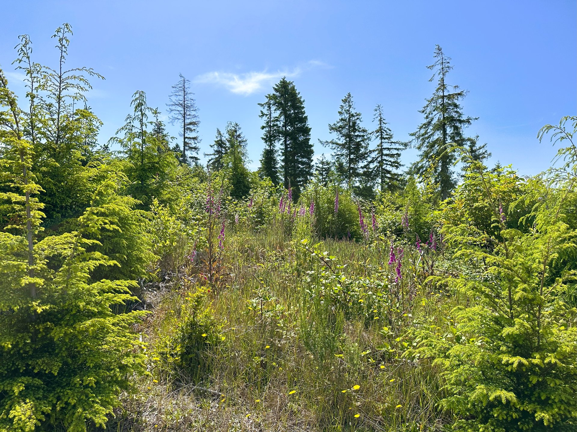 Alsea Estuary Forestland