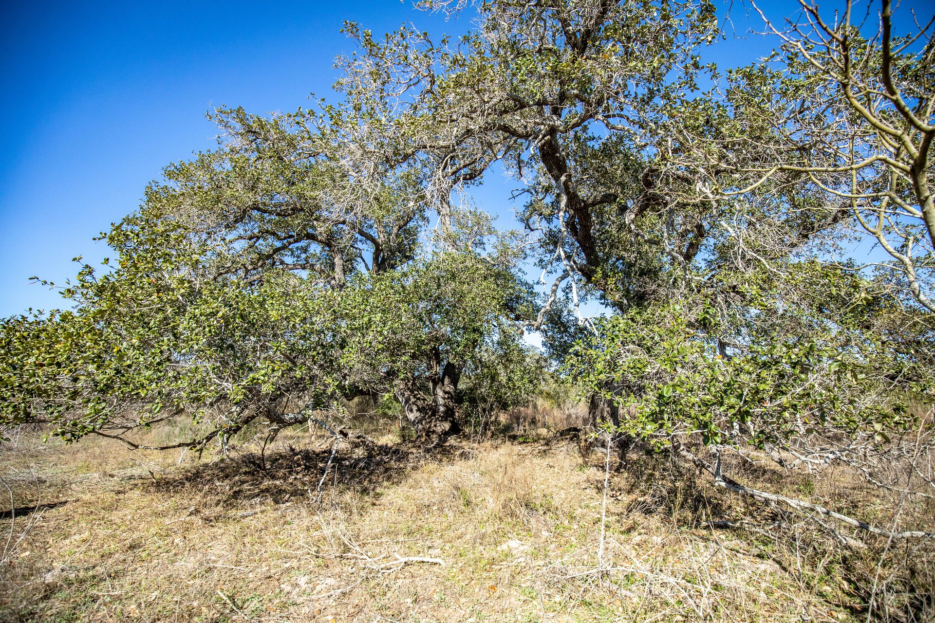 Lamar Peninsula Development Tract |  51.81± Acres | Aransas County