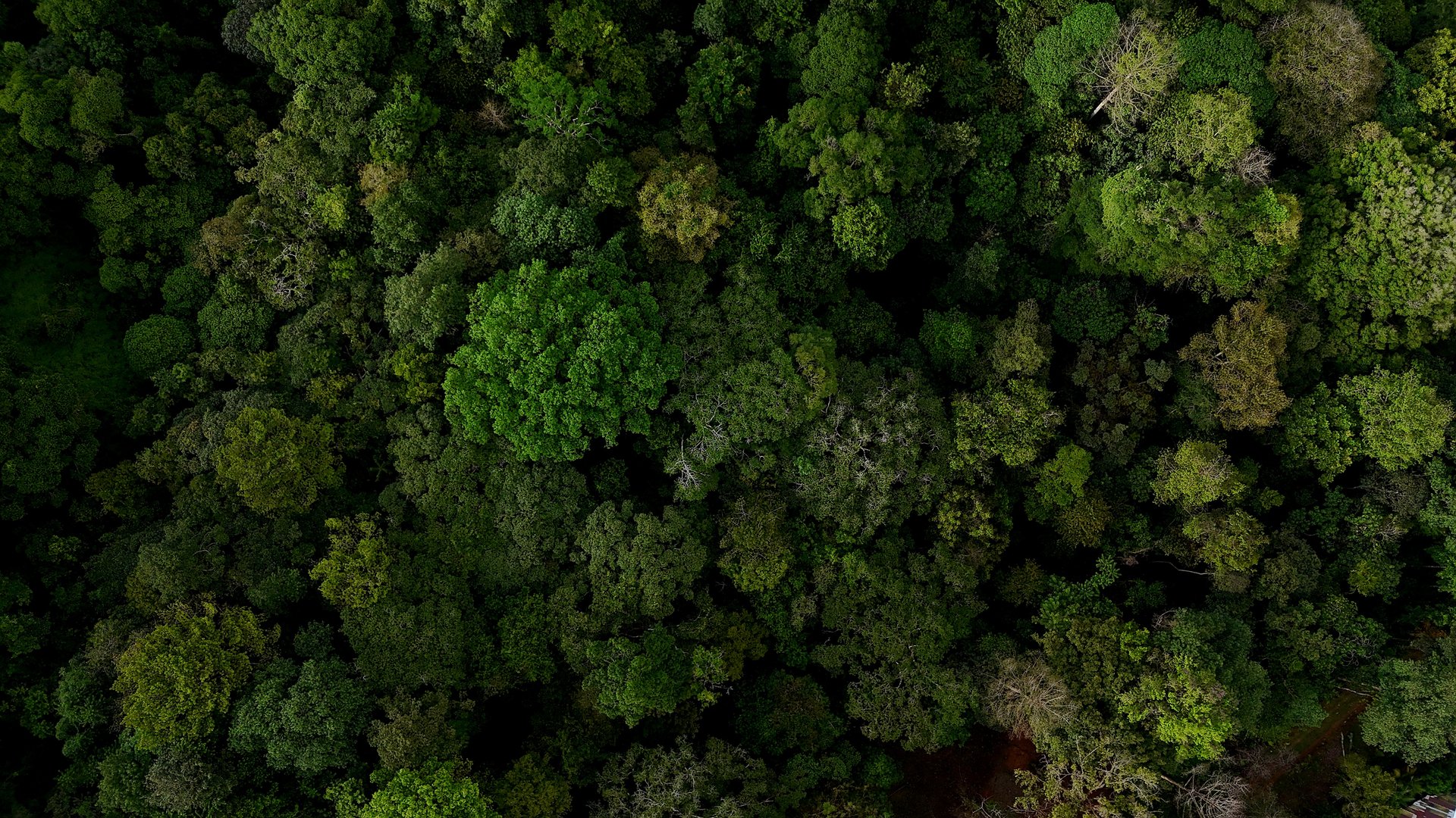  3.75-Acre Jungle Lot with Creek in Ventanas de Osa, Puntarenas