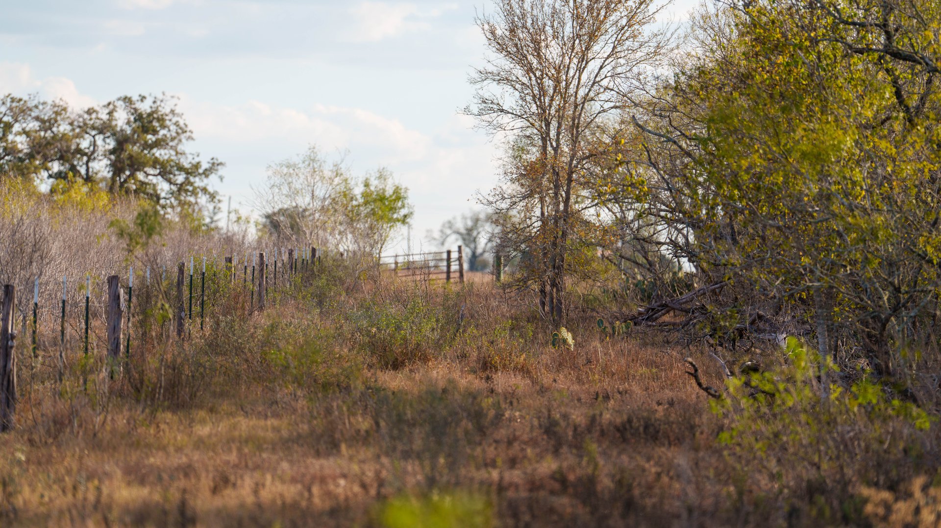 Gonzales County | 104+/- Acres