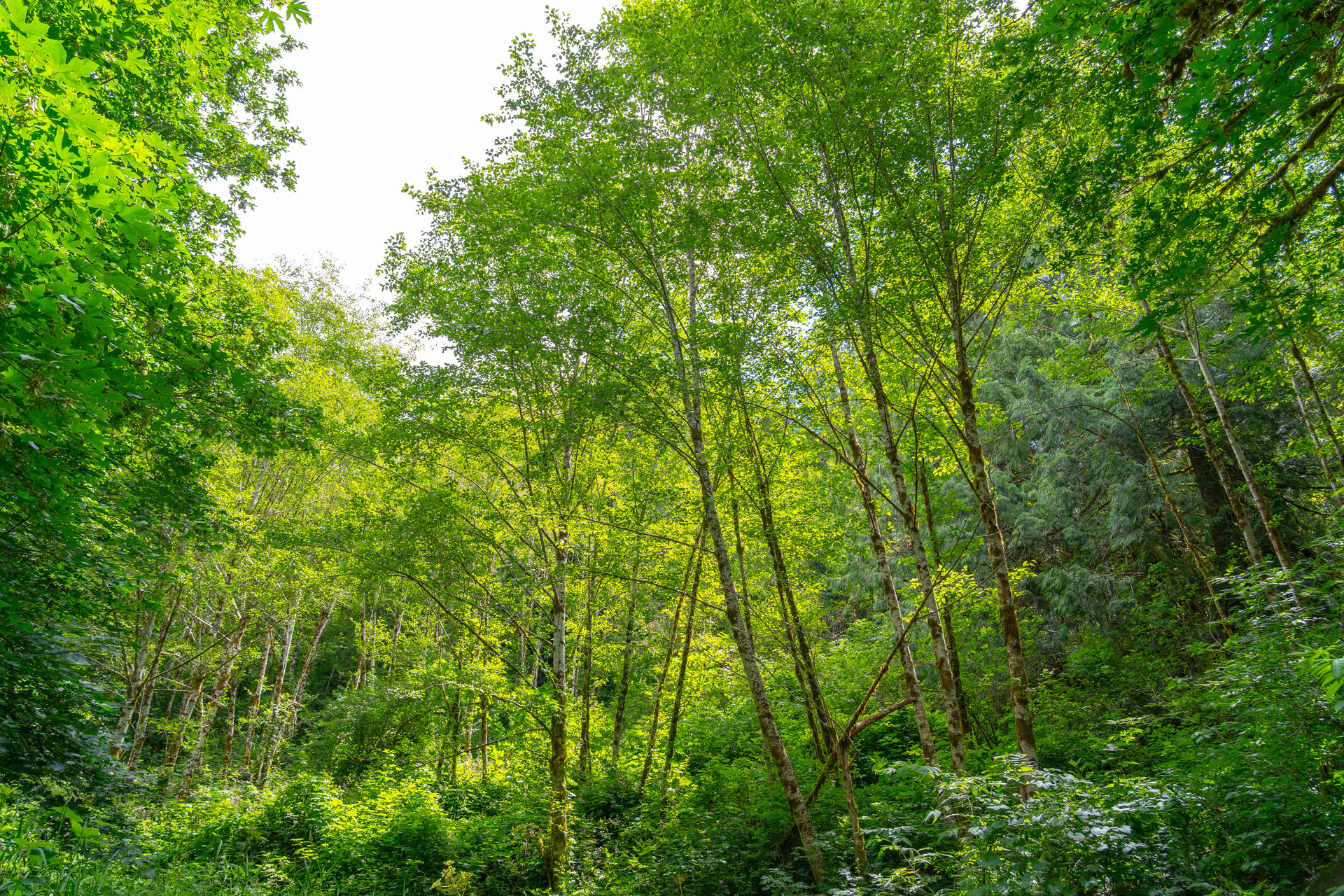 MILL CREEK FOREST