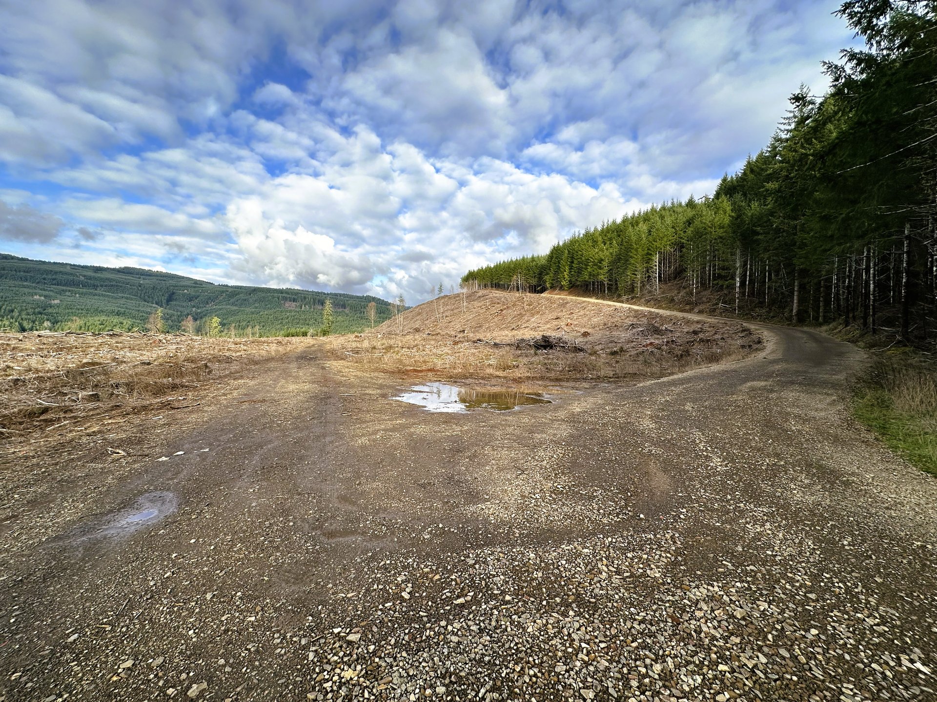 Camp Creek Forest