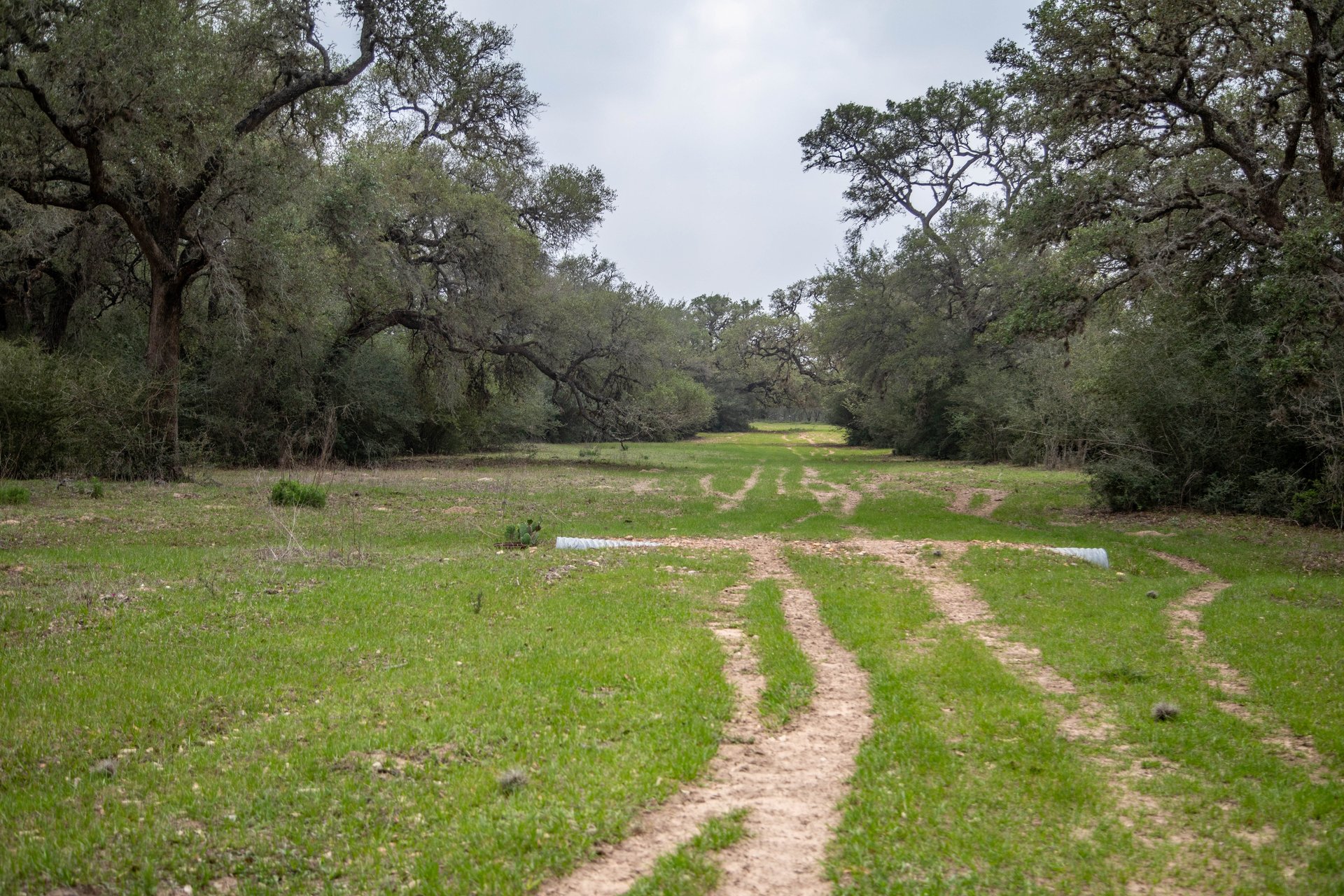 Five Mile Creek Reserve | 252.73± Acres-High Fence | DeWitt County, TX