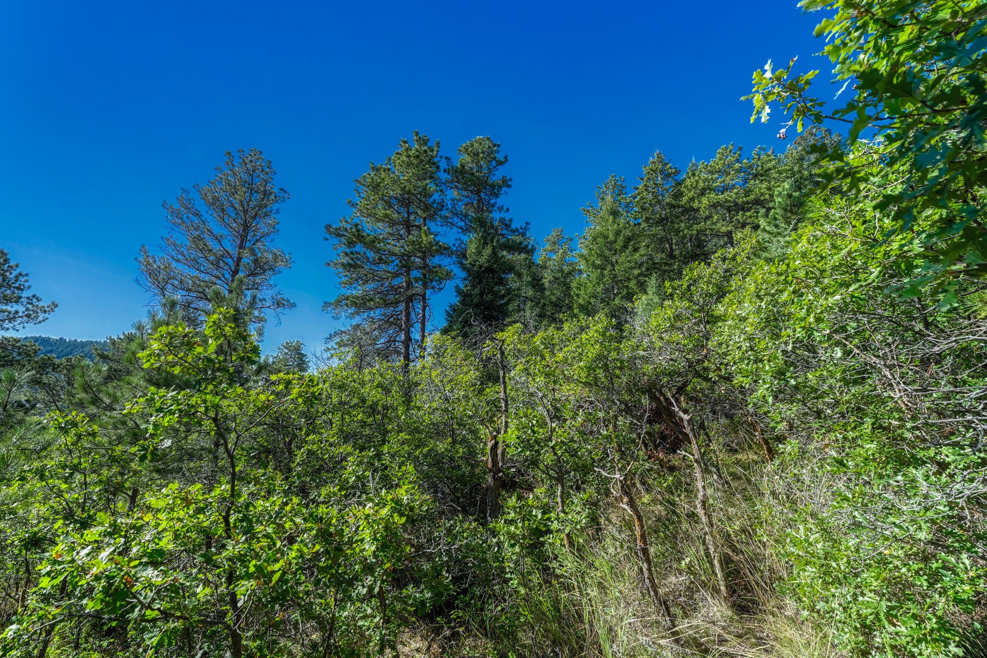 00 Columbine Road