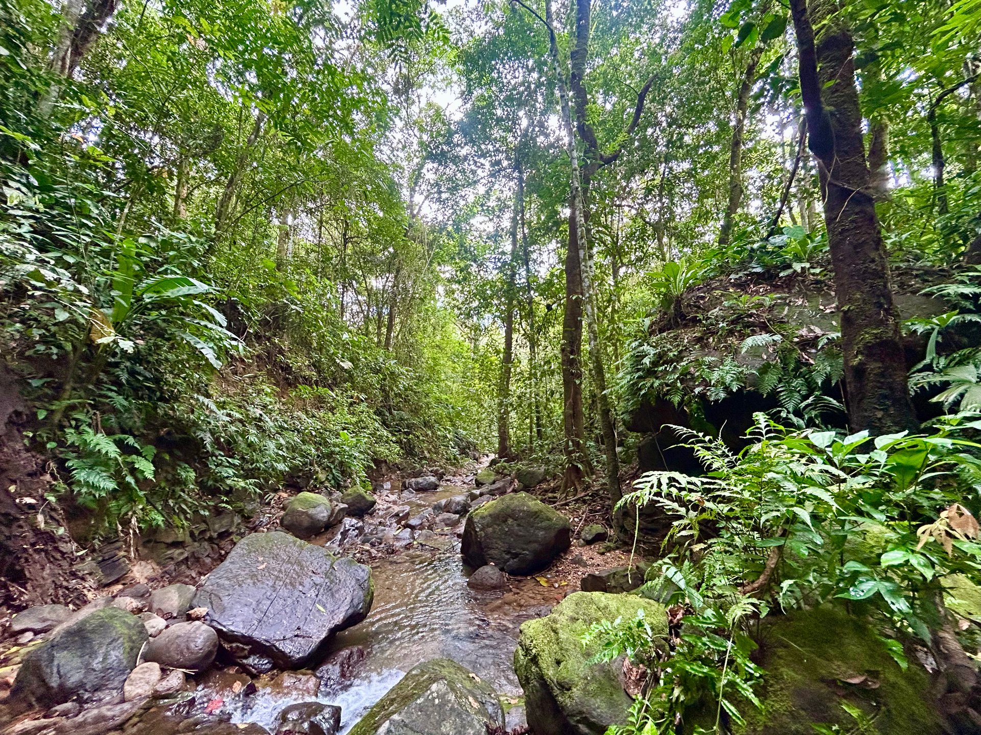 Selva Vista Estate – 5.9 Acres of Wild Beauty