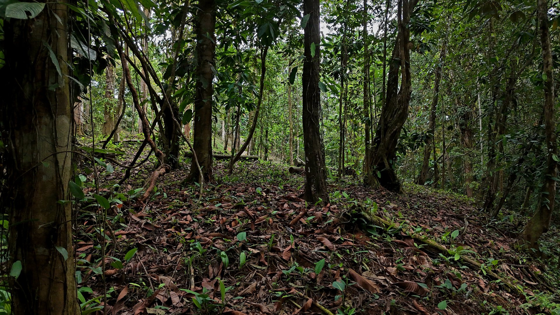  3.75-Acre Jungle Lot with Creek in Ventanas de Osa, Puntarenas