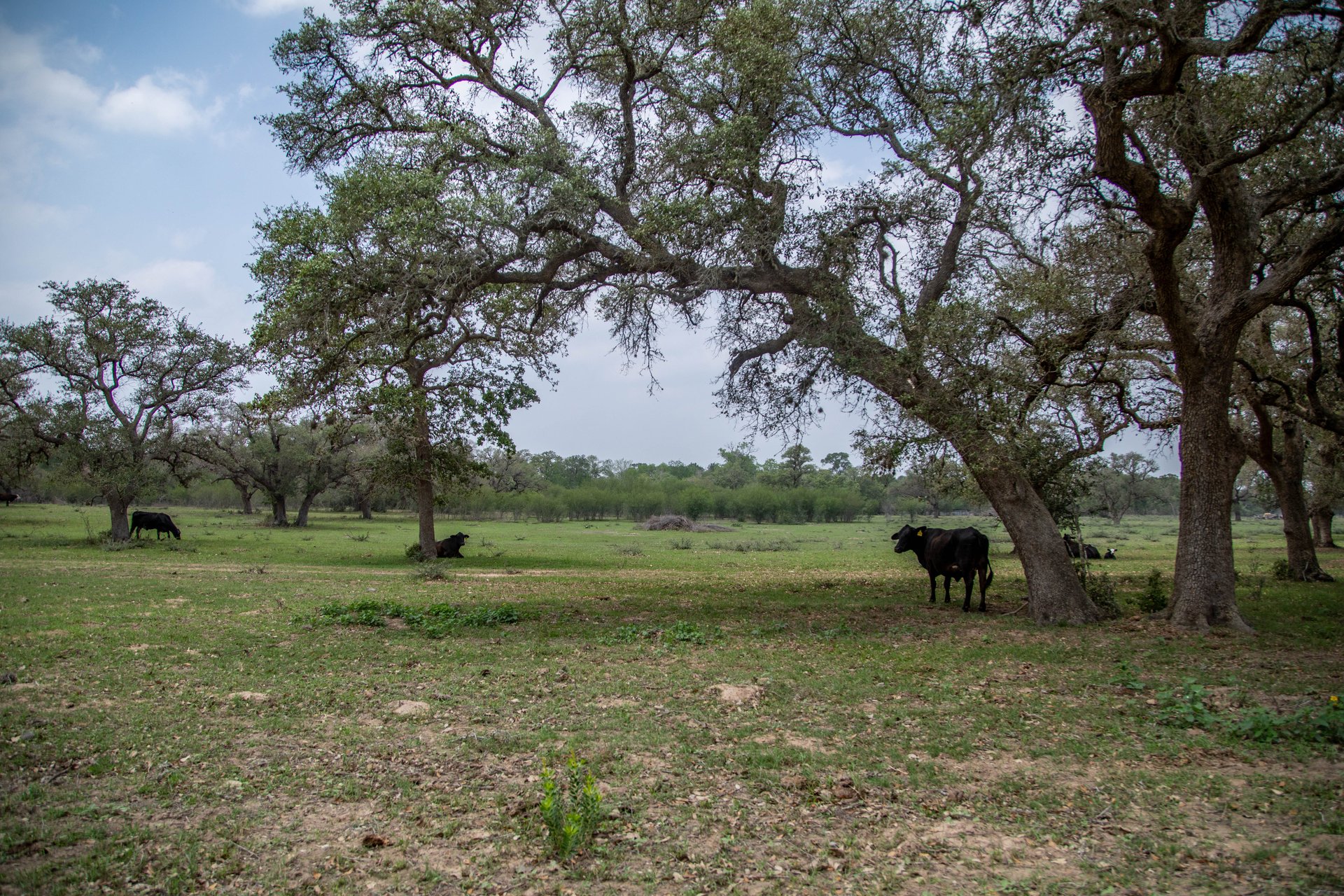 Five Mile Creek Reserve | 252.73± Acres-High Fence | DeWitt County, TX