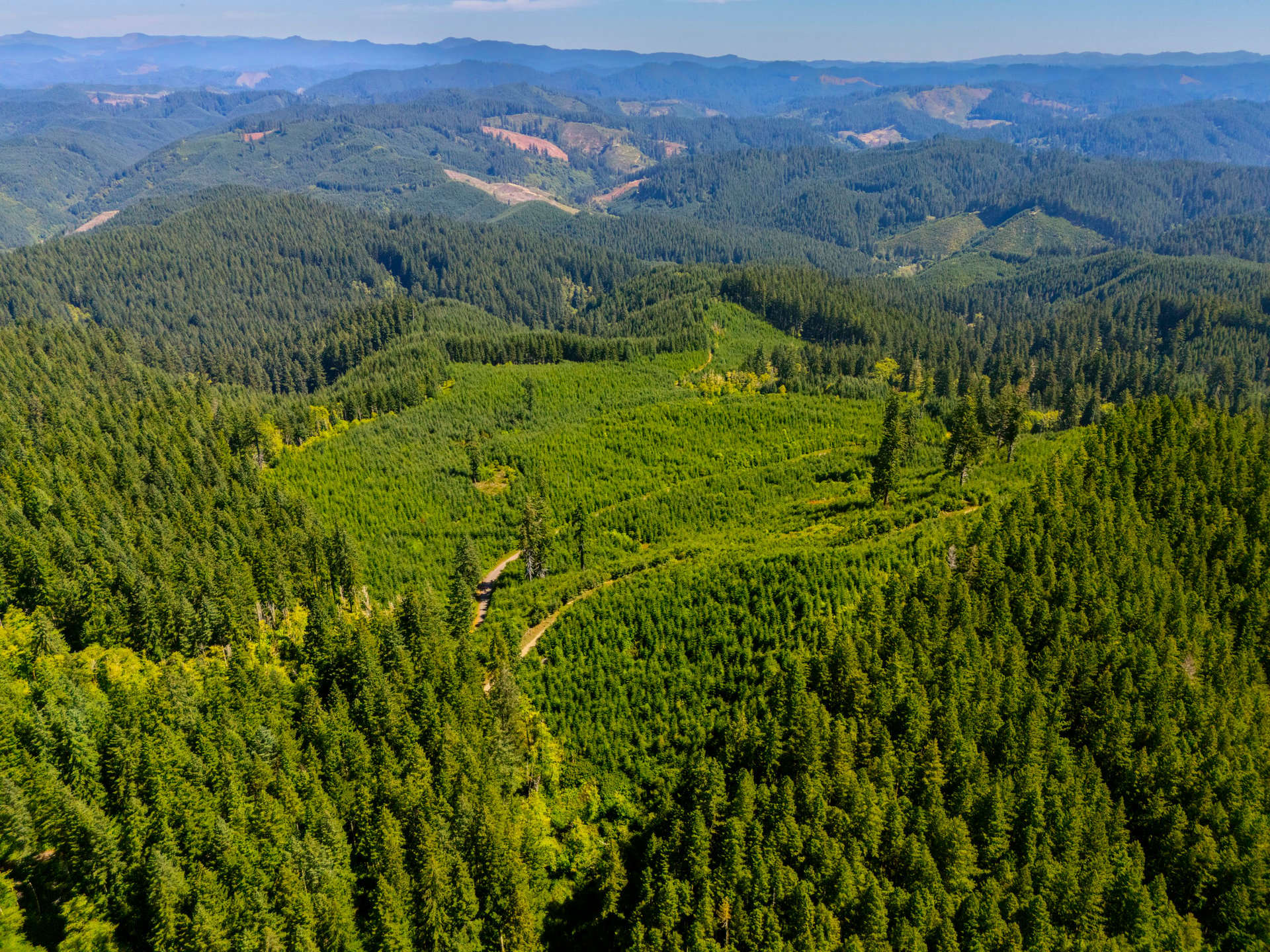 LINCOLN-HILLTOP TREEFARM Sealed Bid Offering 