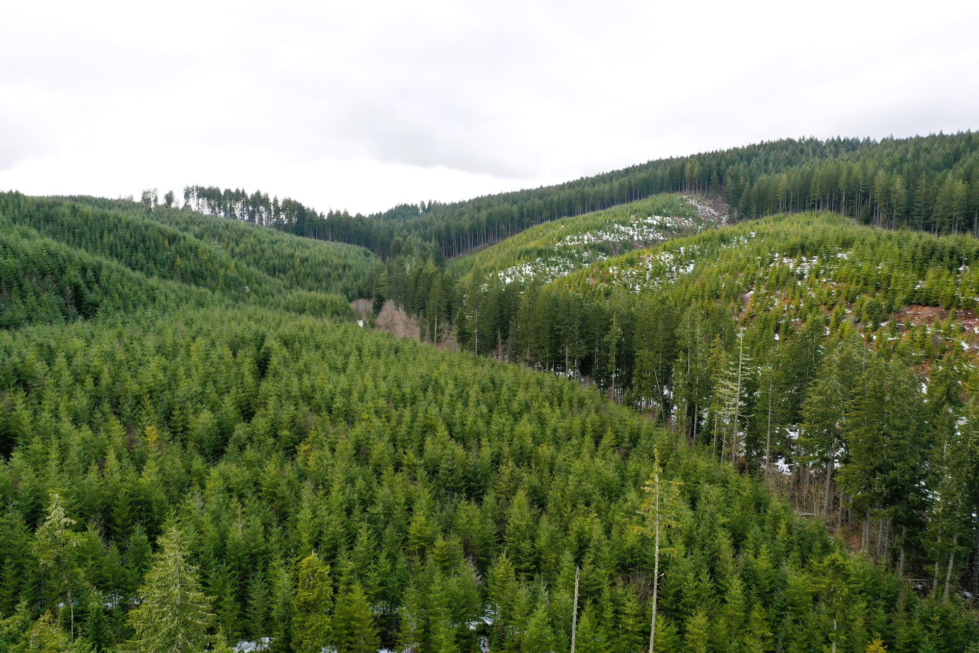 ARC Woods