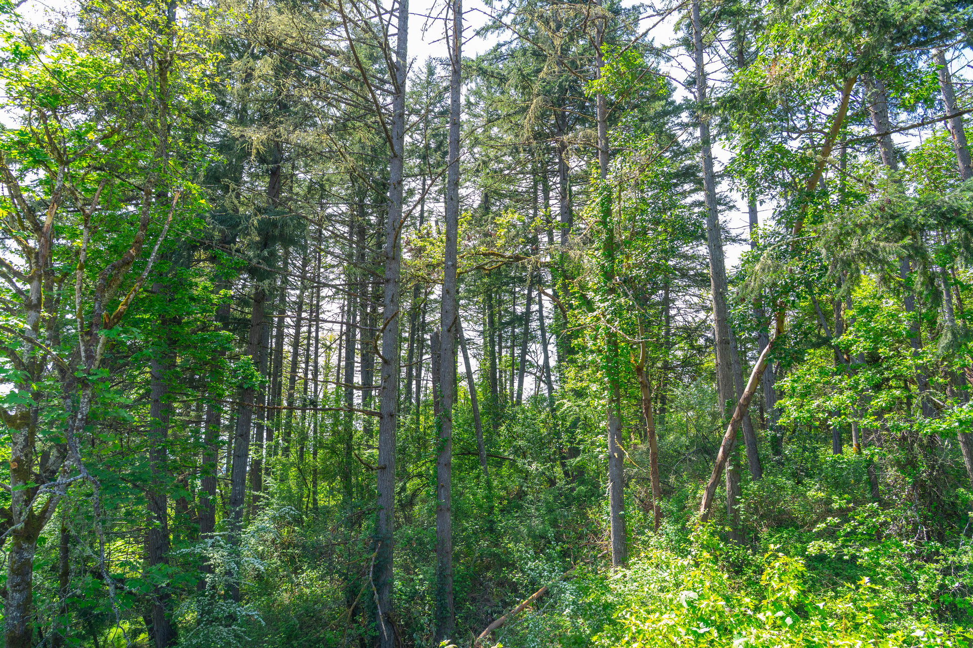 SUTHERLIN WOODLOTS