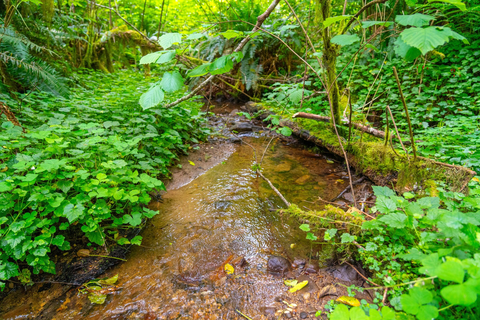 MILL CREEK FOREST