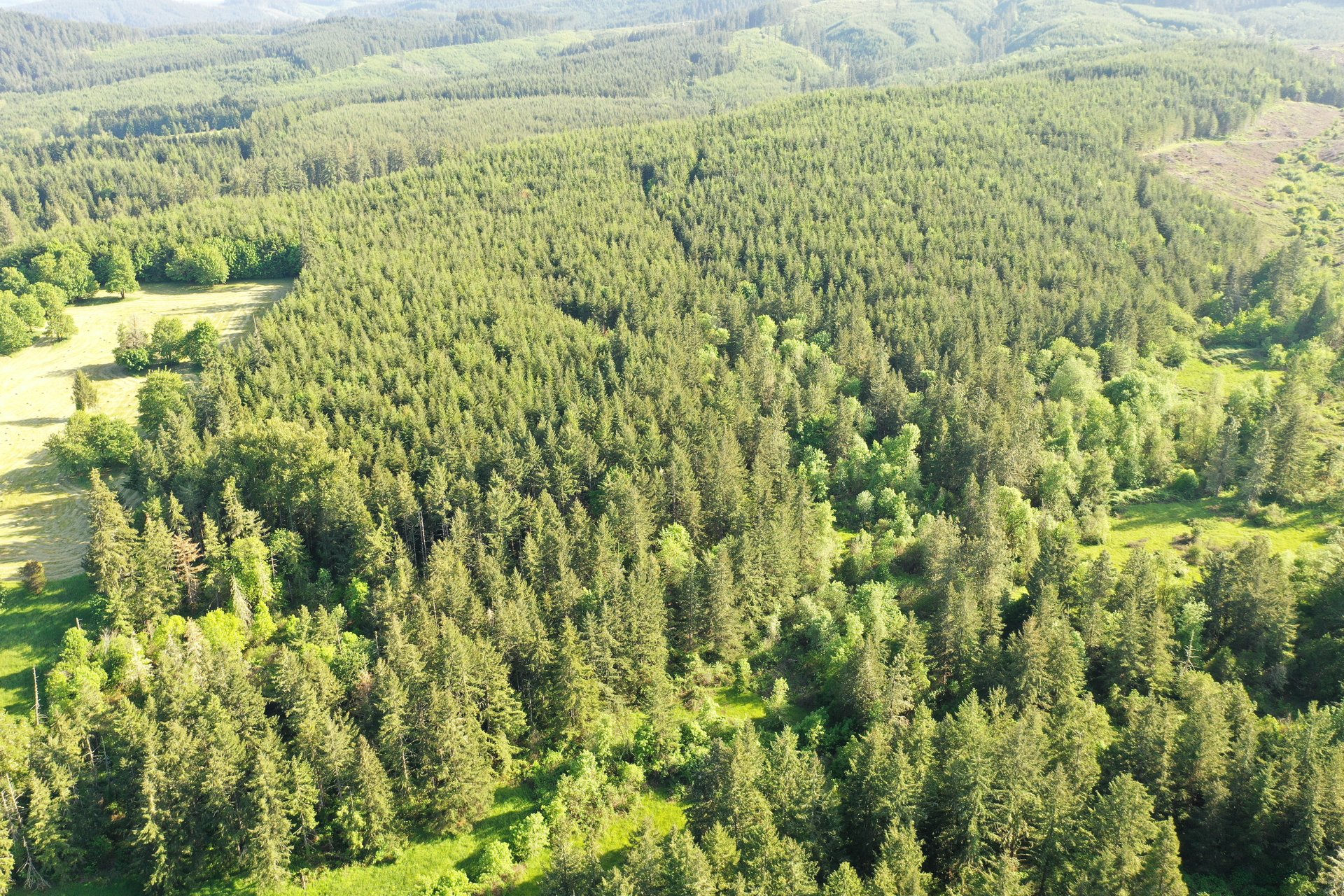 KIMBALL FOREST