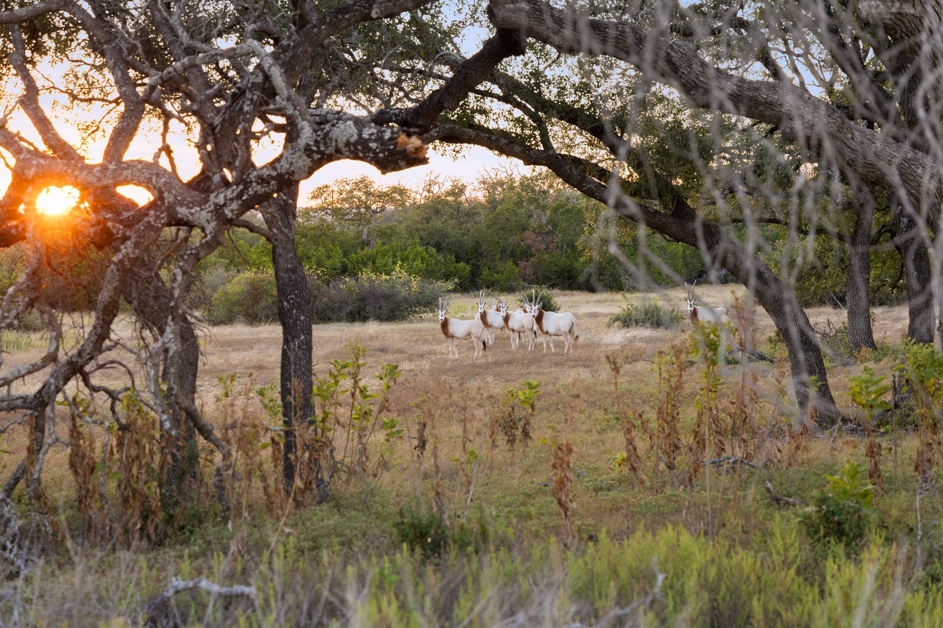 Wildhaven at Legacy Hills