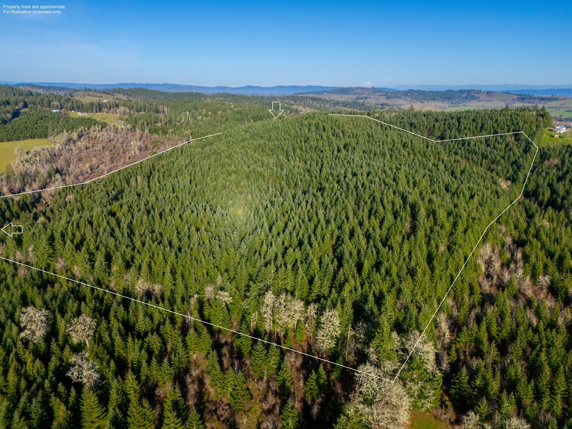 Liberty Forest Auction