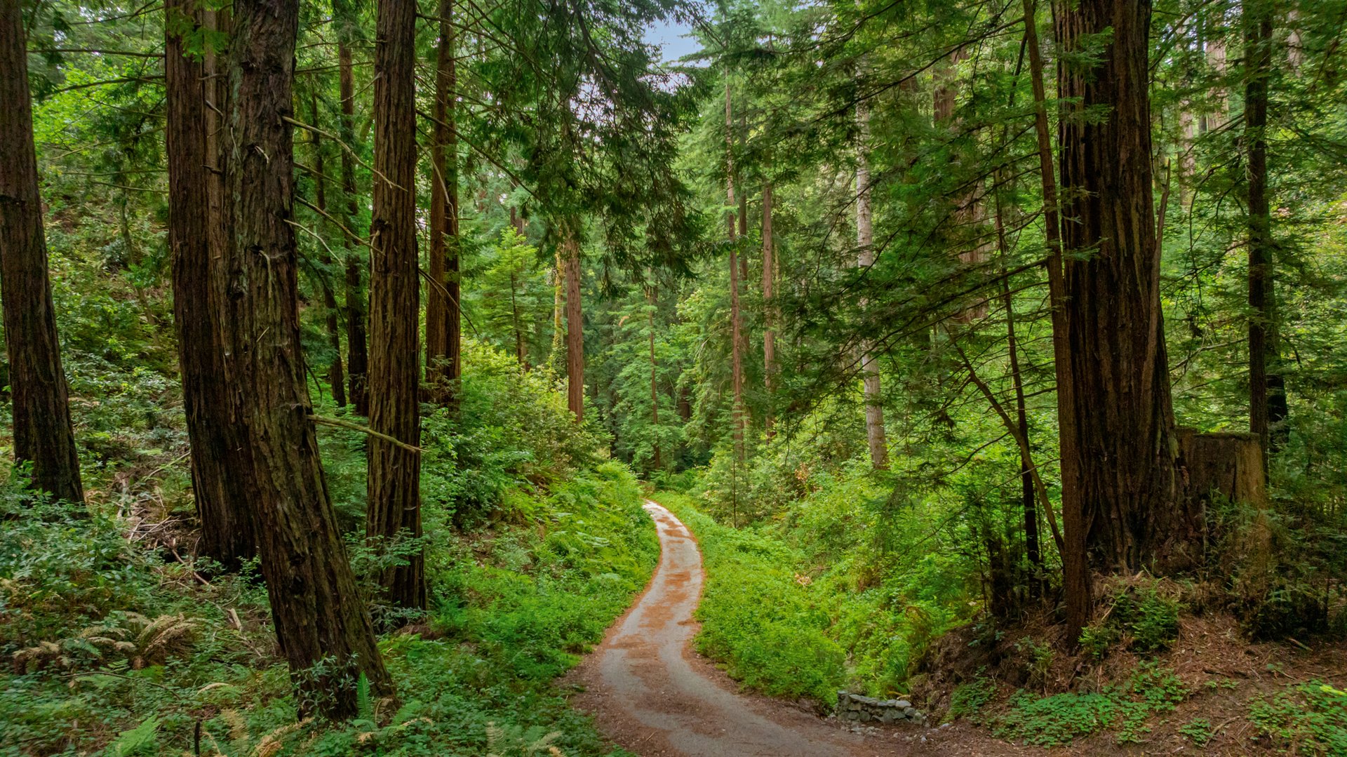 Rare Redwood Acreage in Scotts Valley