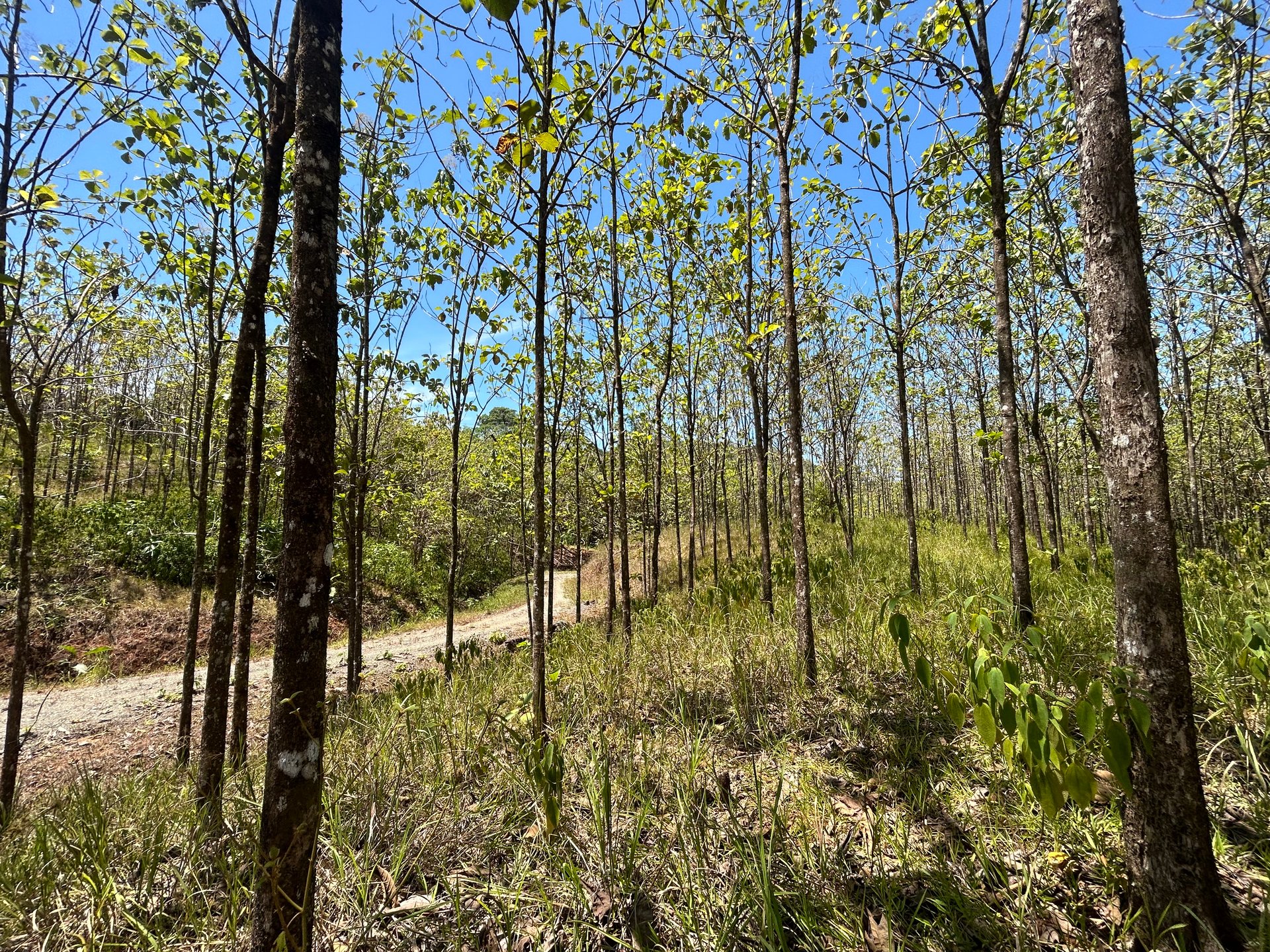 Prime 1.24-Acre Land in Matapalo / San Andrés – Ready to Build