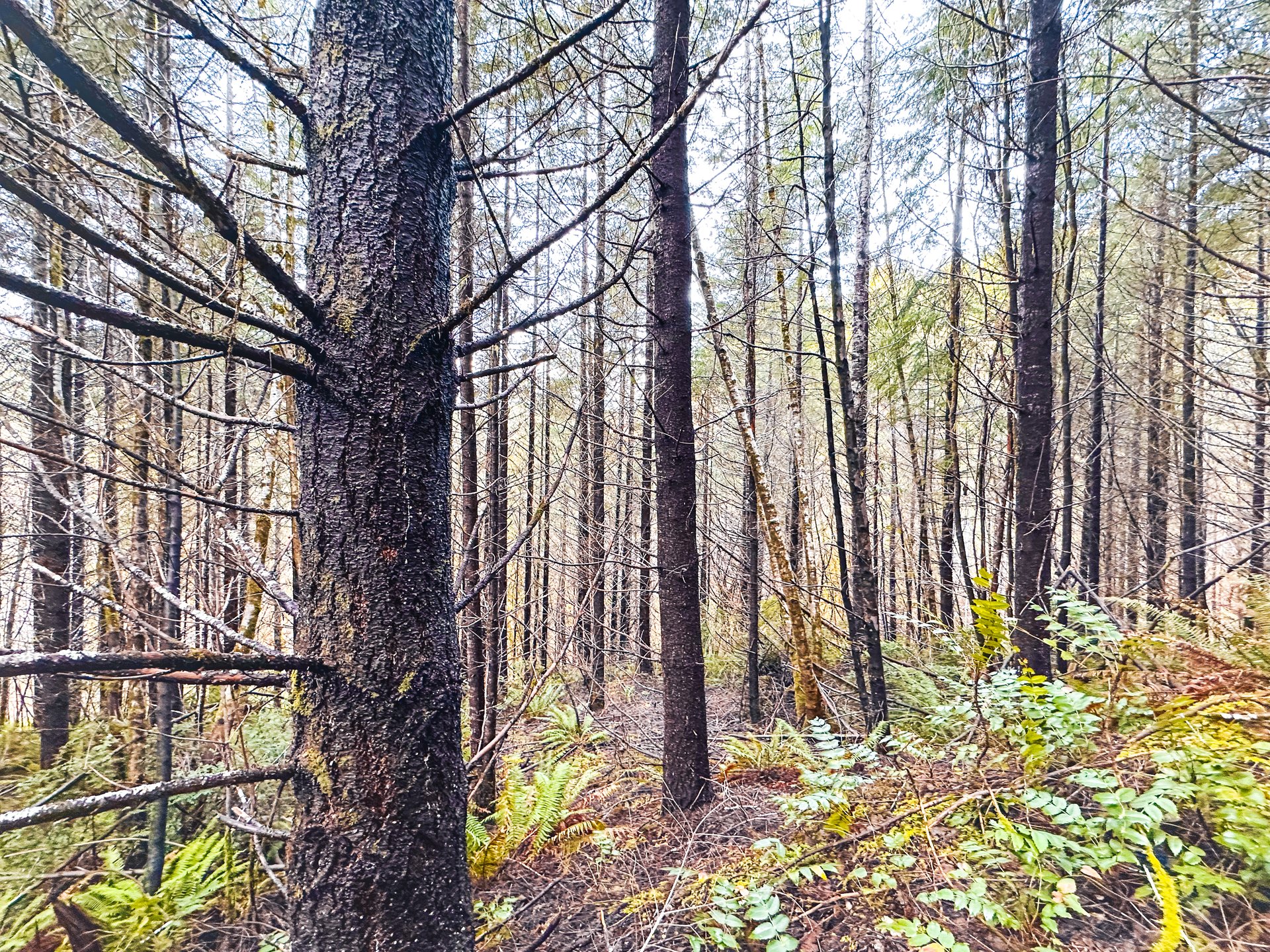 RICHARDSON TIMBER