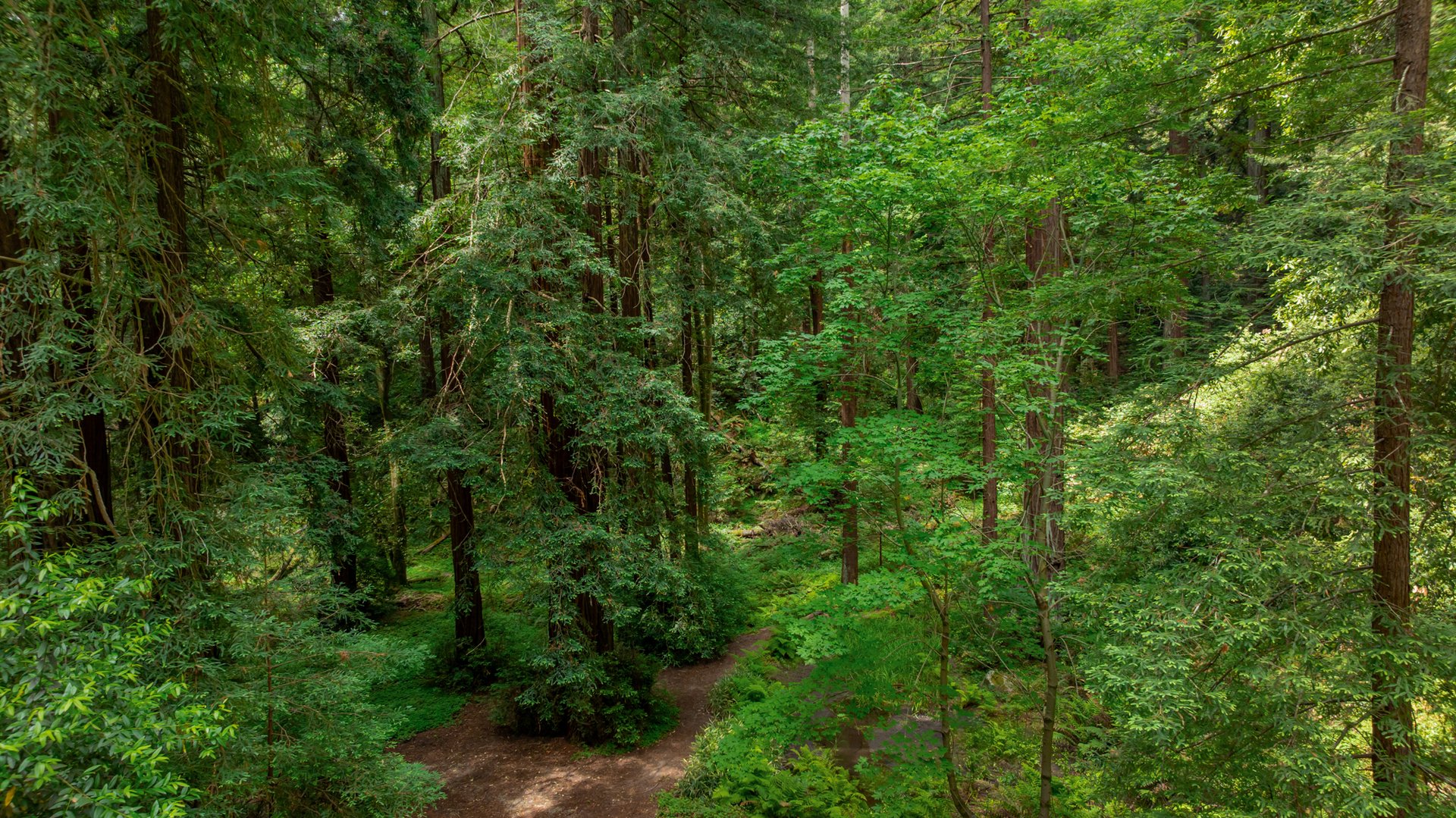 Rare Redwood Acreage in Scotts Valley