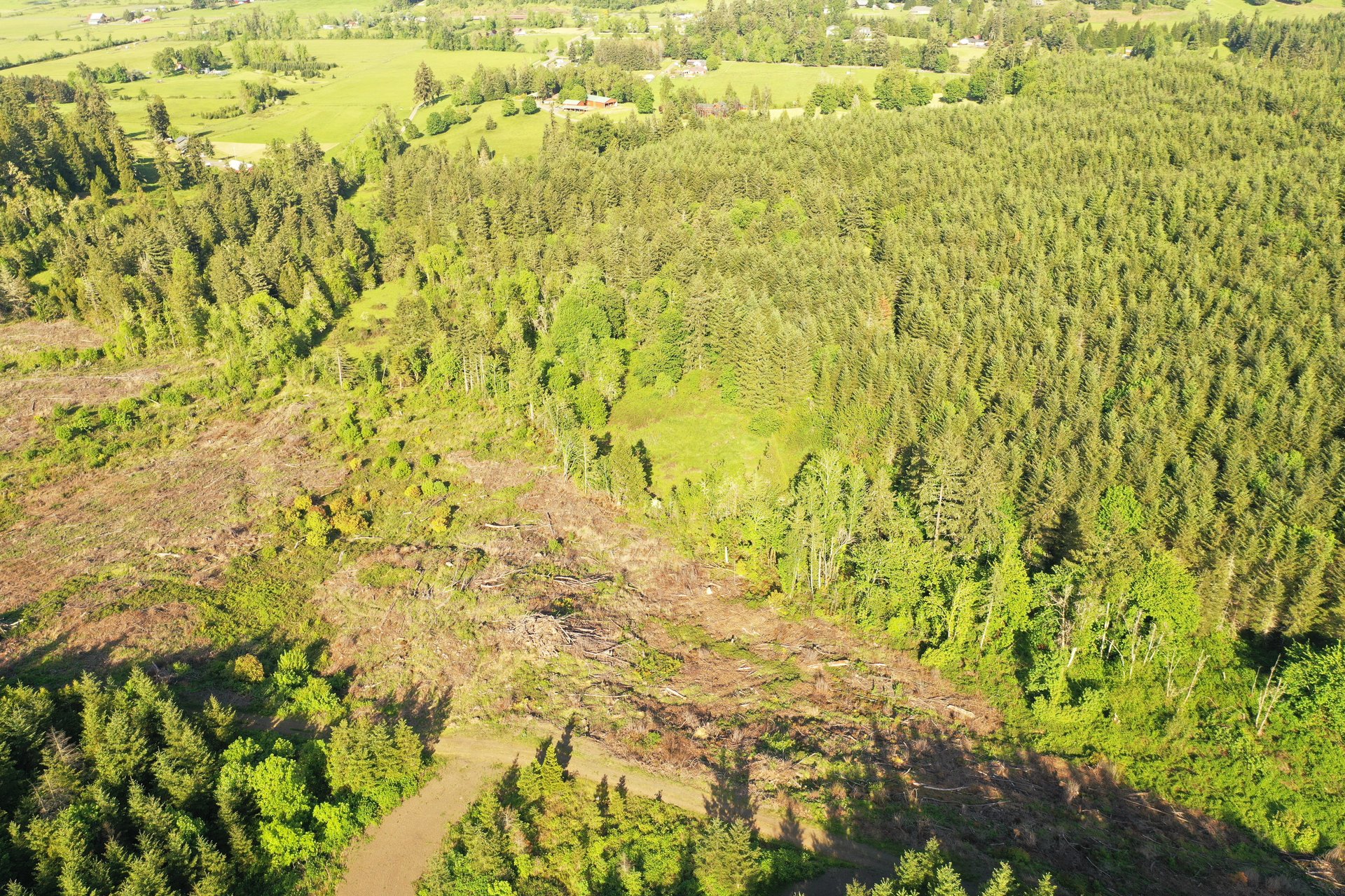 KIMBALL FOREST