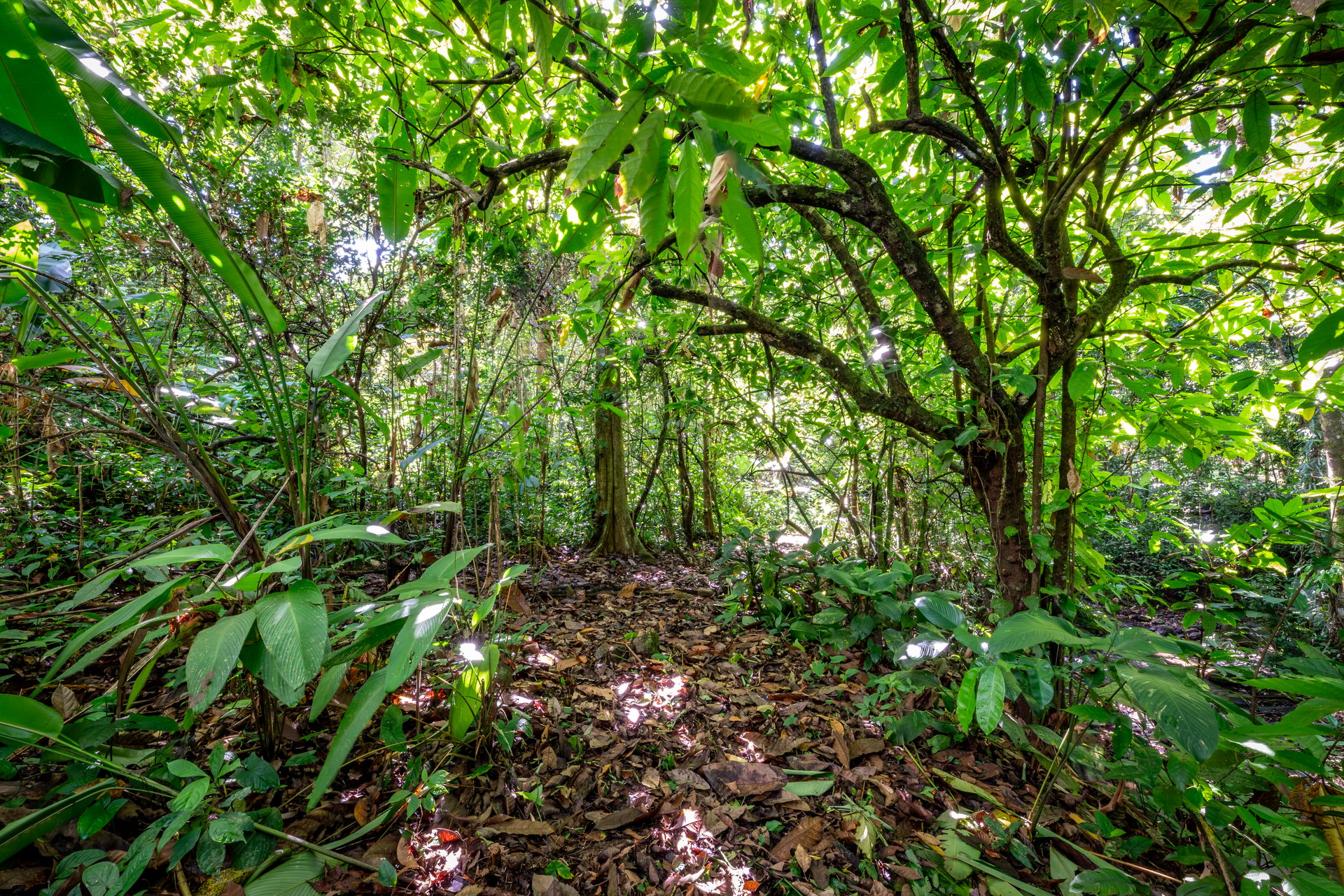 Surfers Paradise! Two Usable Lots for Building in Playa Hermosa Near Uvita!!