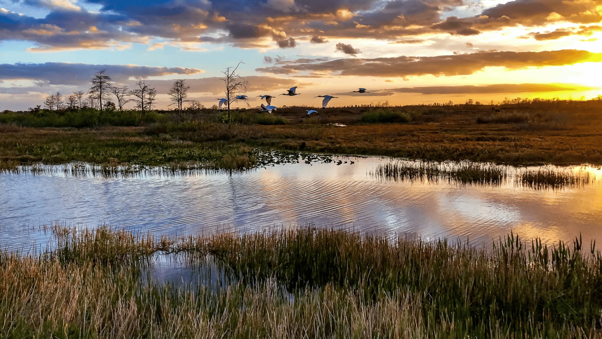 Everglades National Park sunset with birds flying over wetlands near Miami - The Edit Real Estate October travel guide