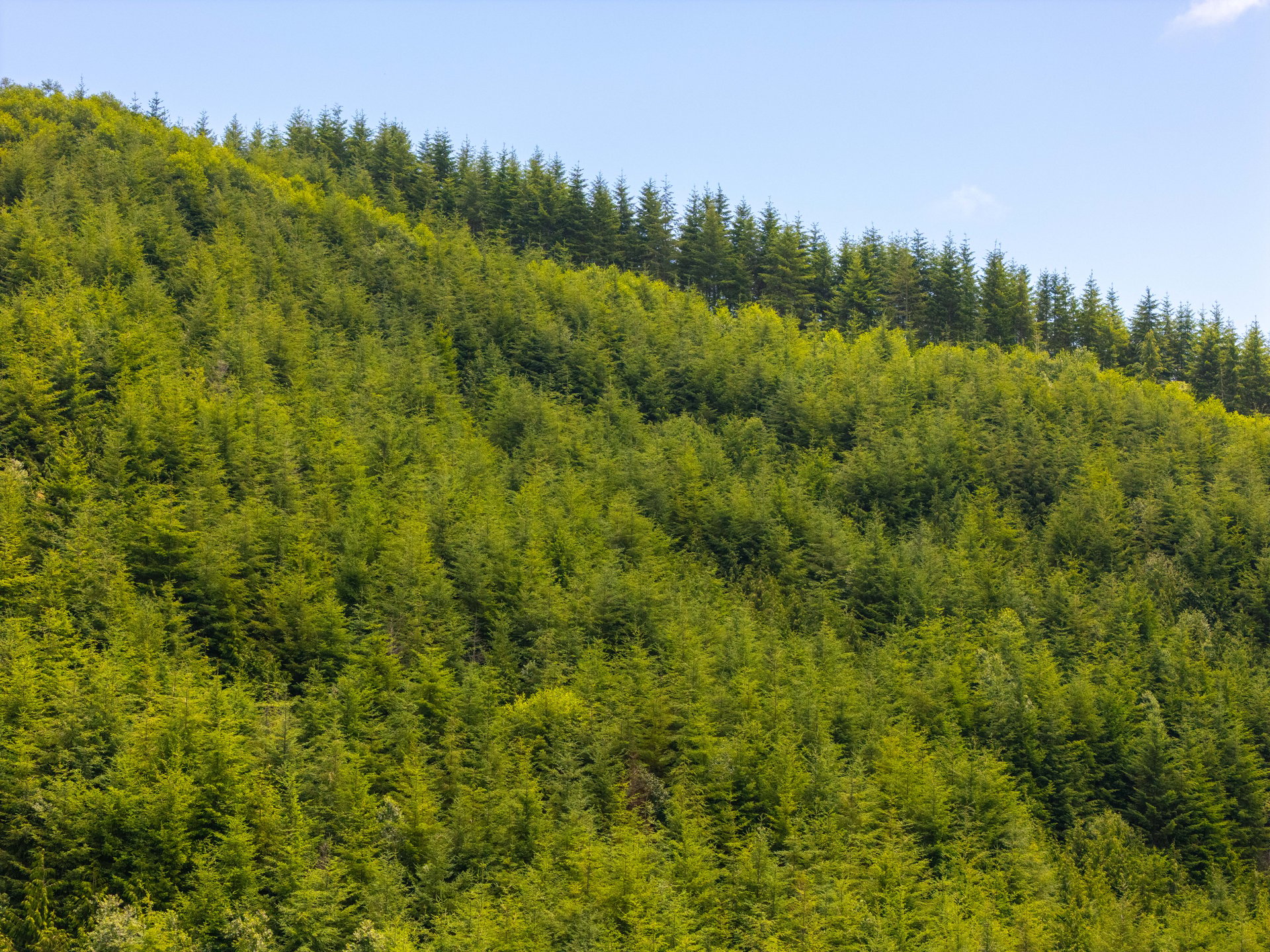 MILL CREEK FOREST