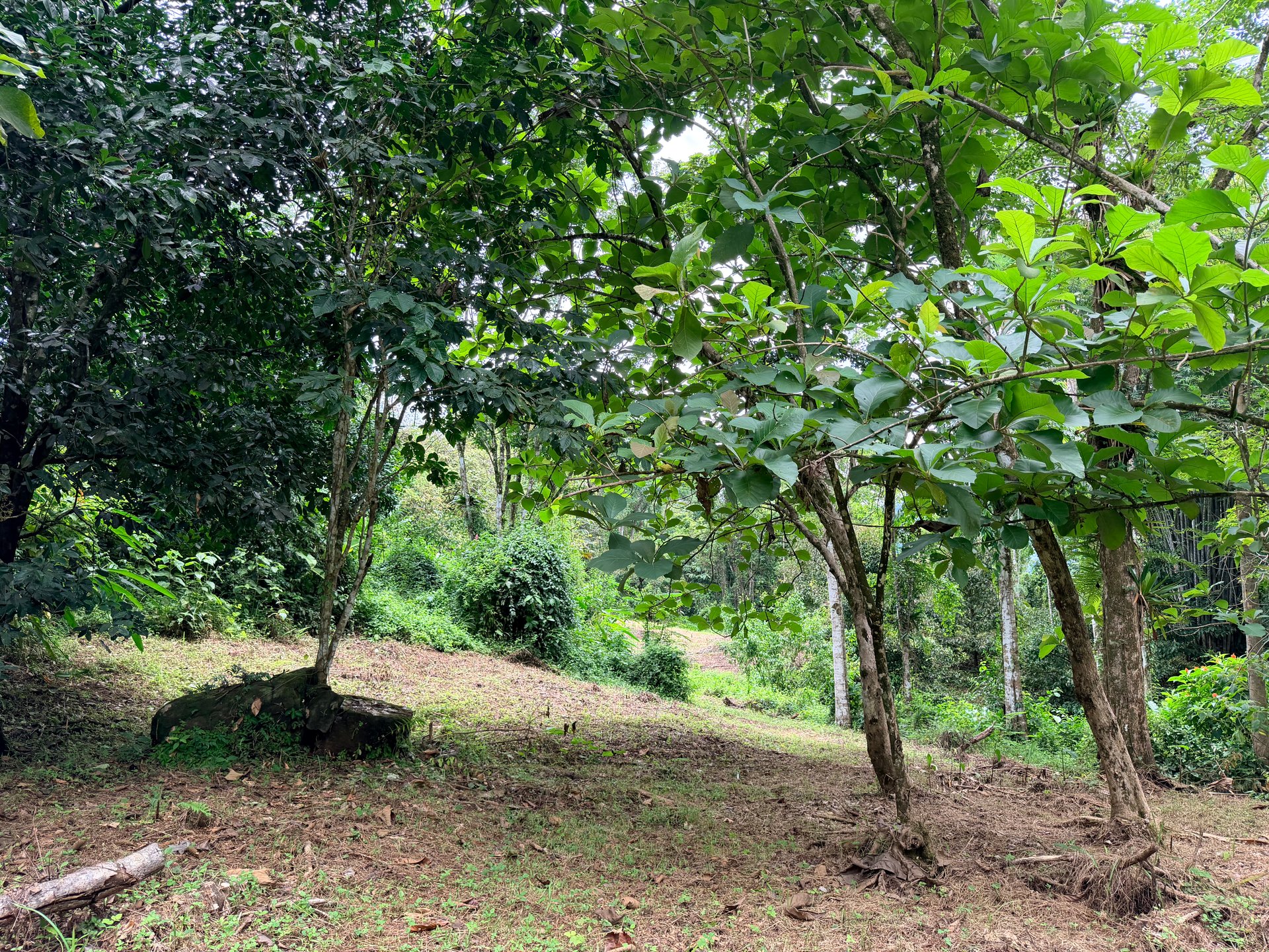 La Unión Road Development – Buildable Lots with River Access in Uvita