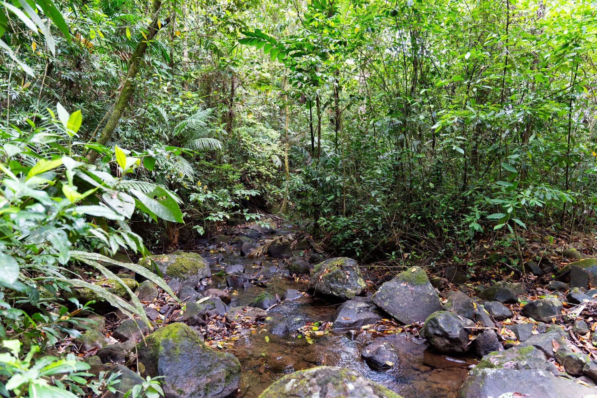 Finca Las Zompopas-Río Celeste | 113-Acre Biodiverse Property in Bijagua, Ideal for Eco-Tourism, Private Retreats, or Sustainable Development