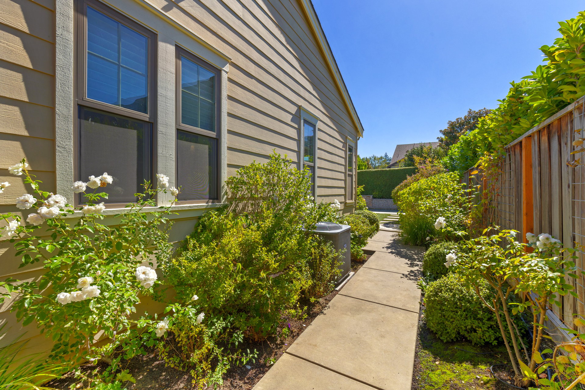 Desirable 'Rose Lane'