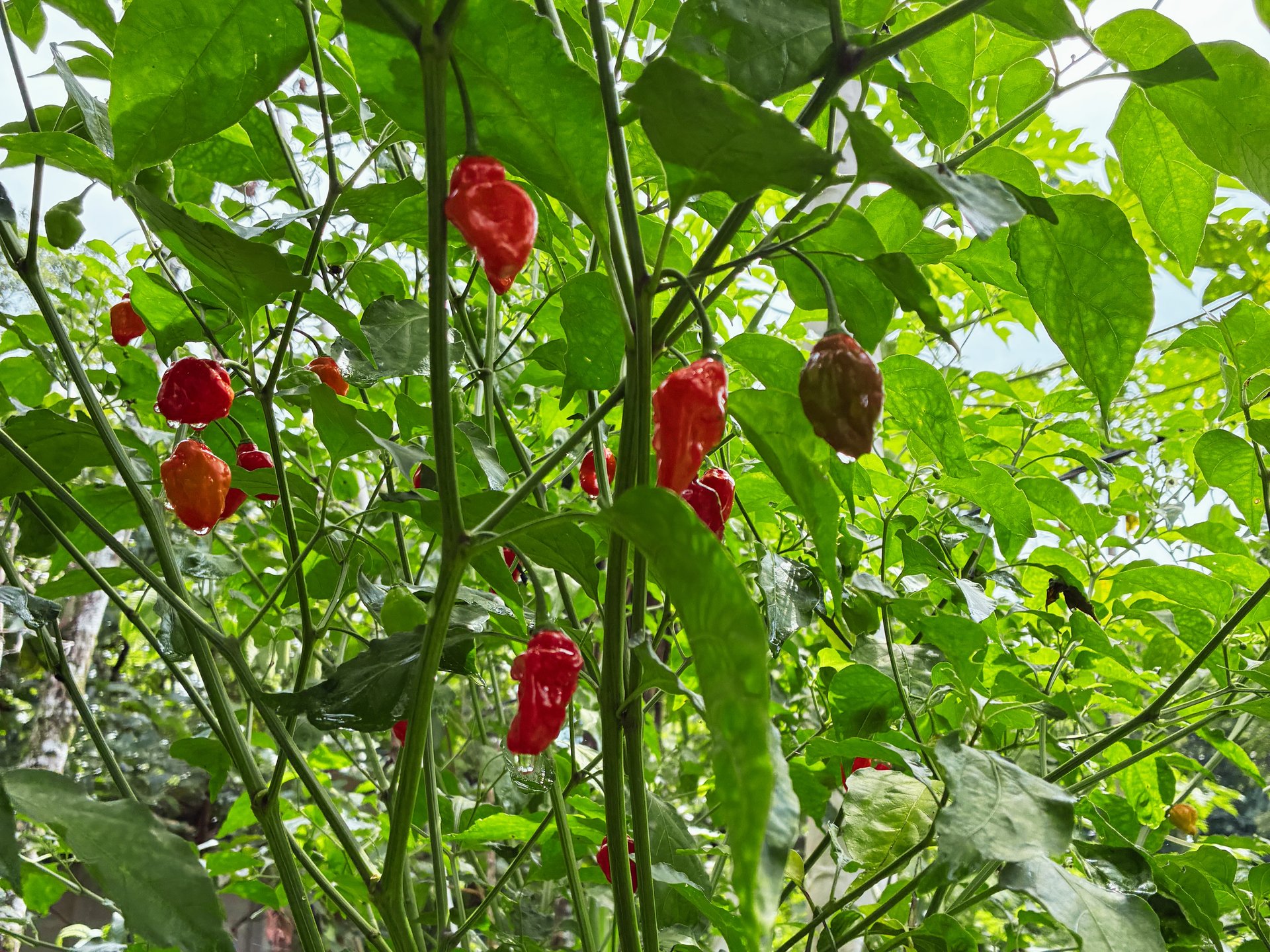 7-Hectare Farm with Teak Plantation, Existing Home & Eco-Development Potential Near Parrita, Costa Rica