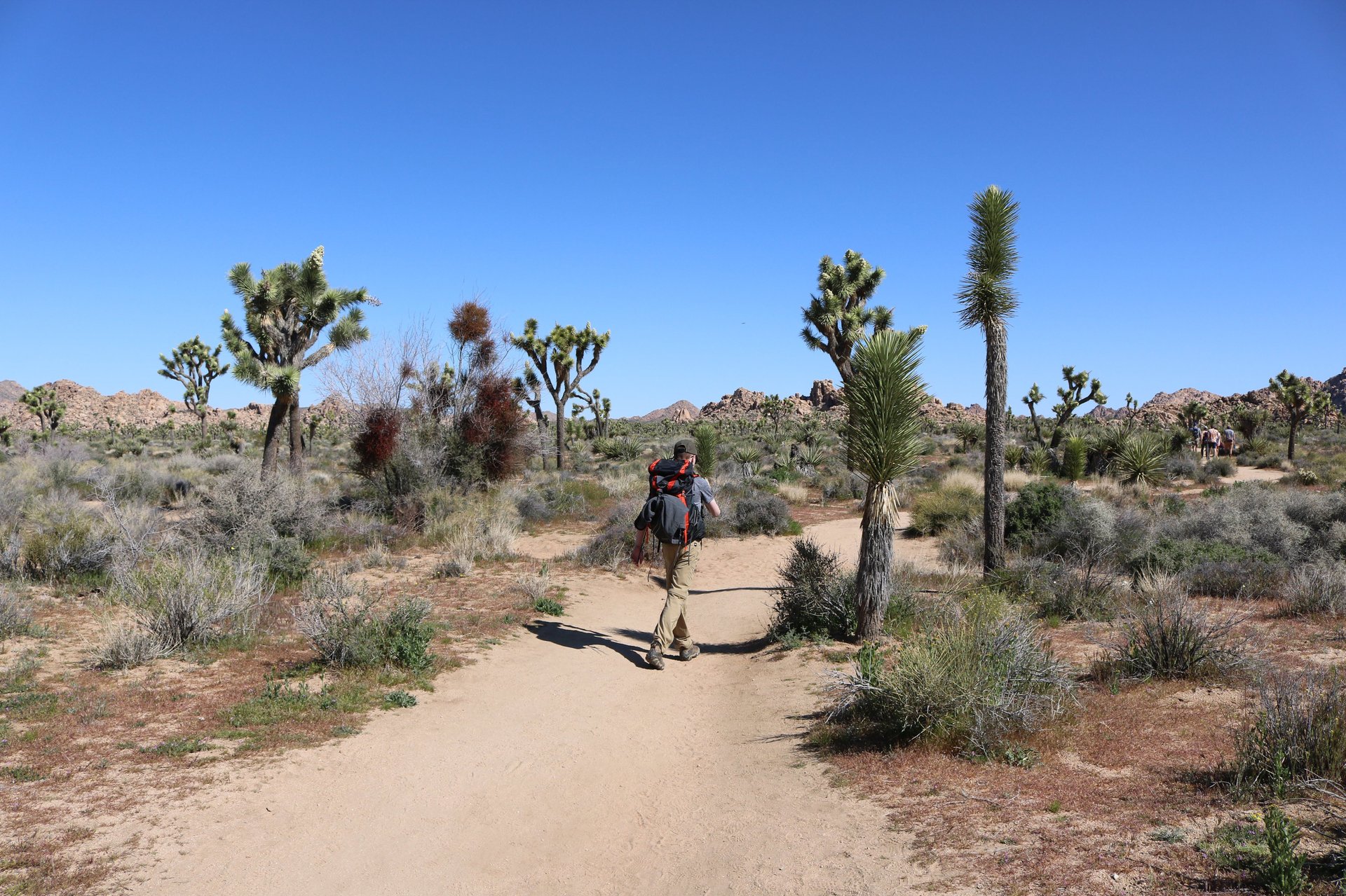a hiker exploring a national park pathway