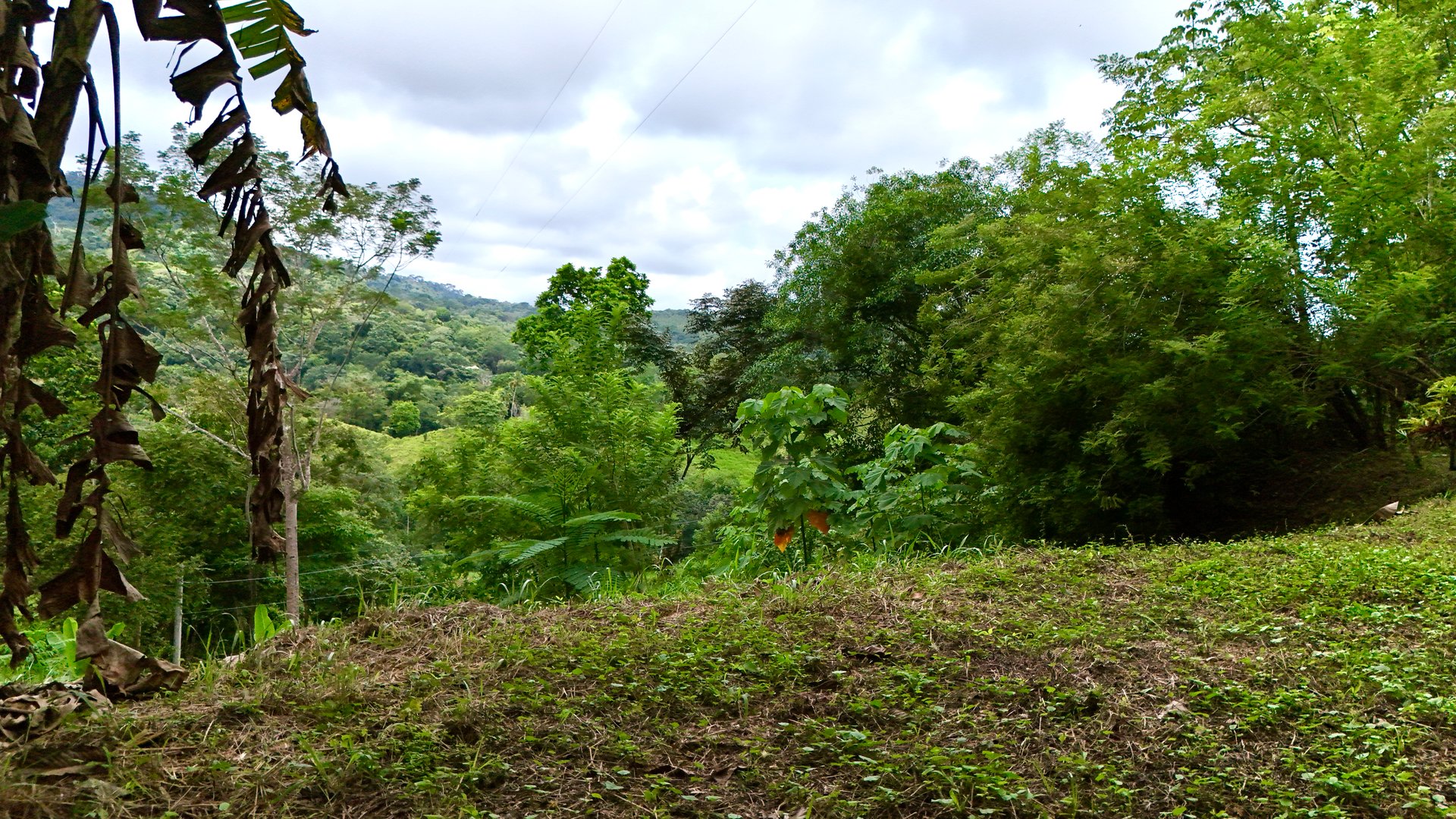 Tres Ríos Jungle Sanctuary | Ready-to-Build Lot Surrounded by Nature