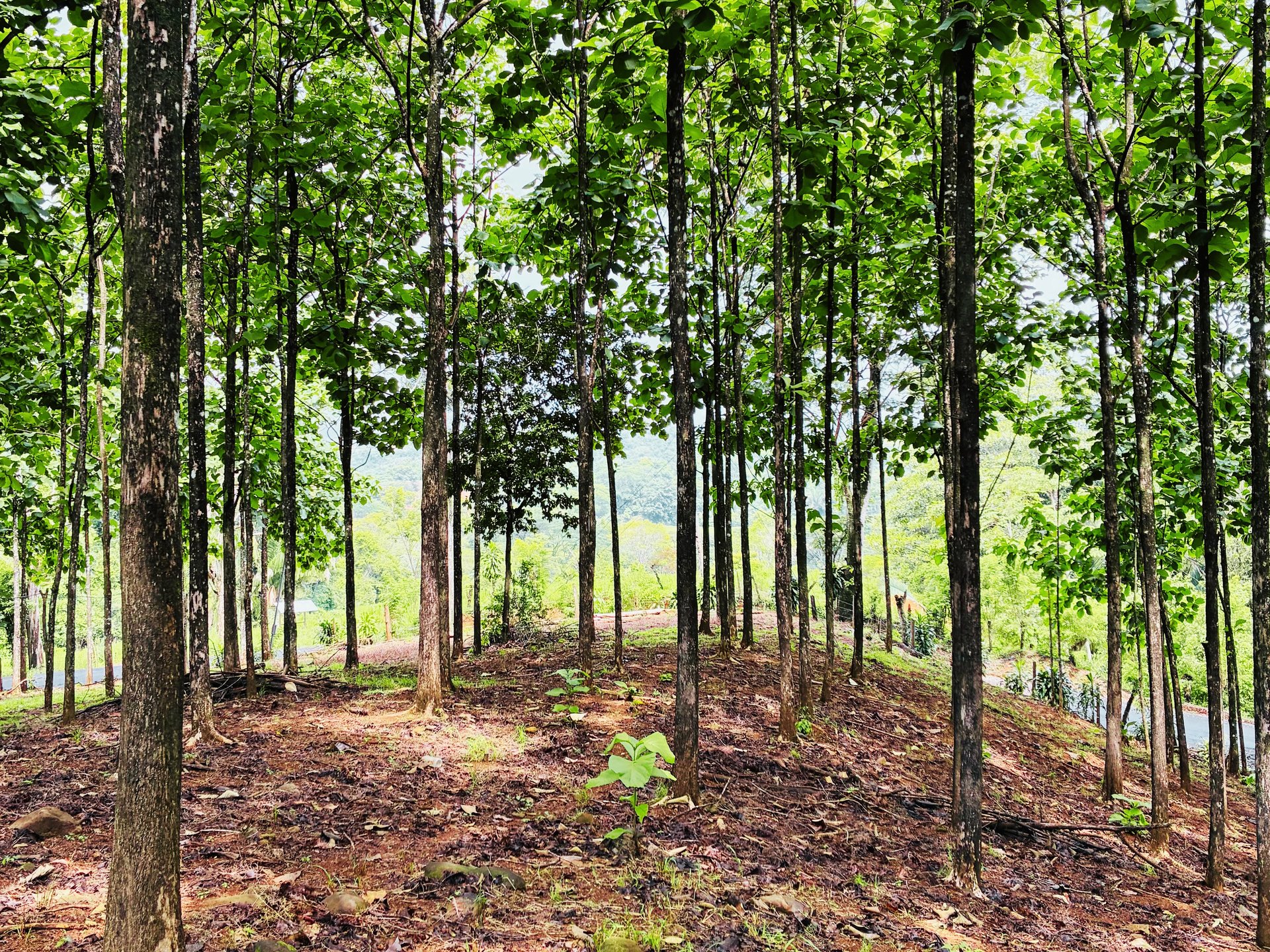 7-Hectare Farm with Teak Plantation, Existing Home & Eco-Development Potential Near Parrita, Costa Rica