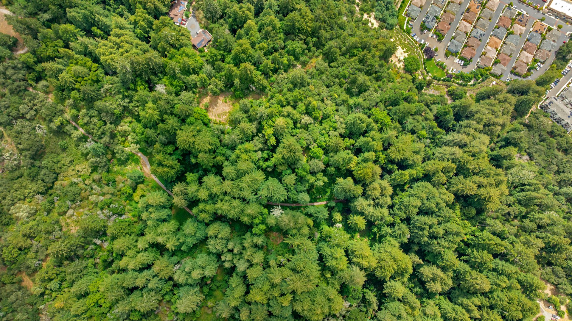 Rare Redwood Acreage in Scotts Valley