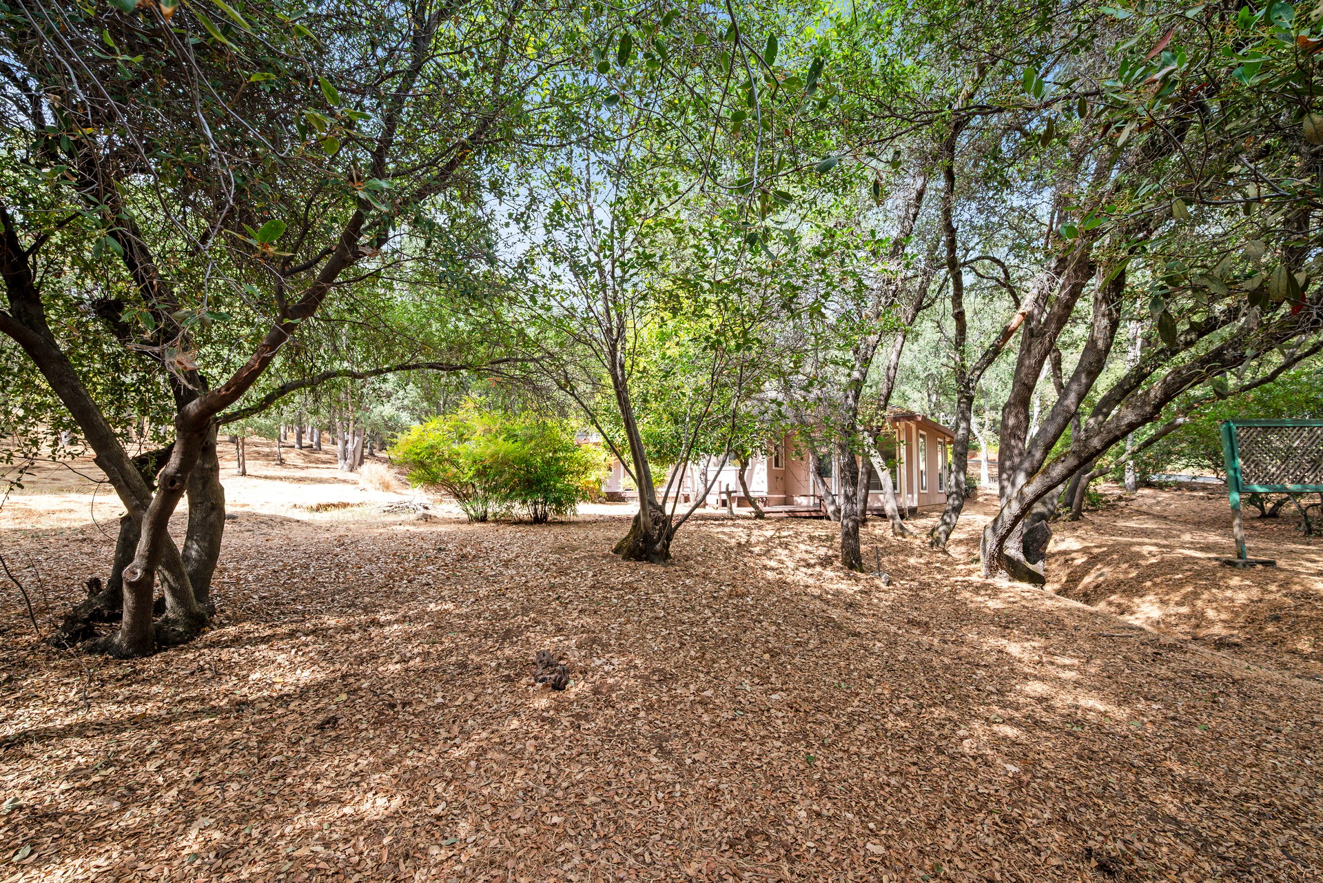 Wooded yard with mature trees, leaf-covered ground, and a small house partly visible in the background.