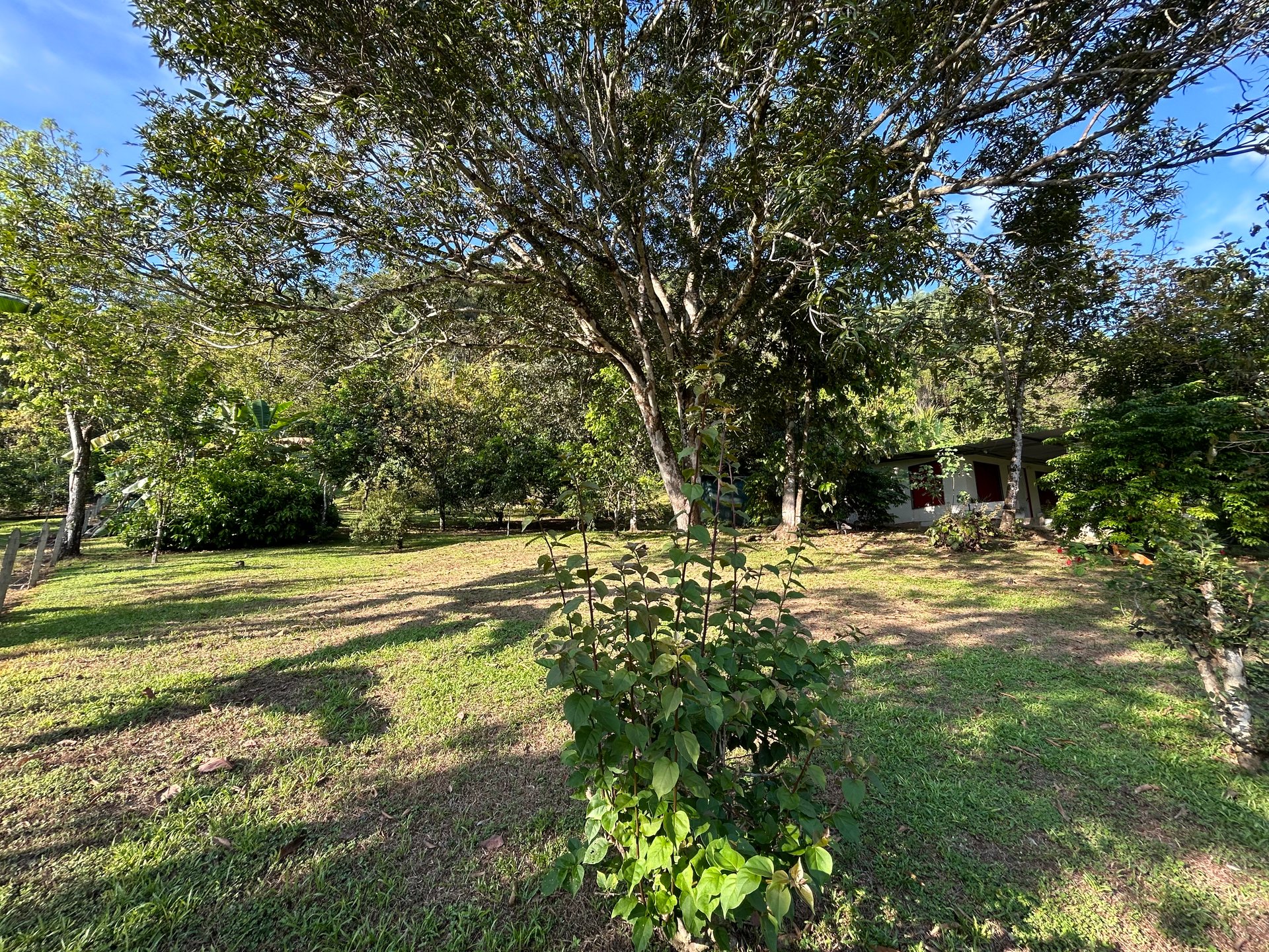 Commercial & Residential Property in Punta Mala with Producing Fruit Trees