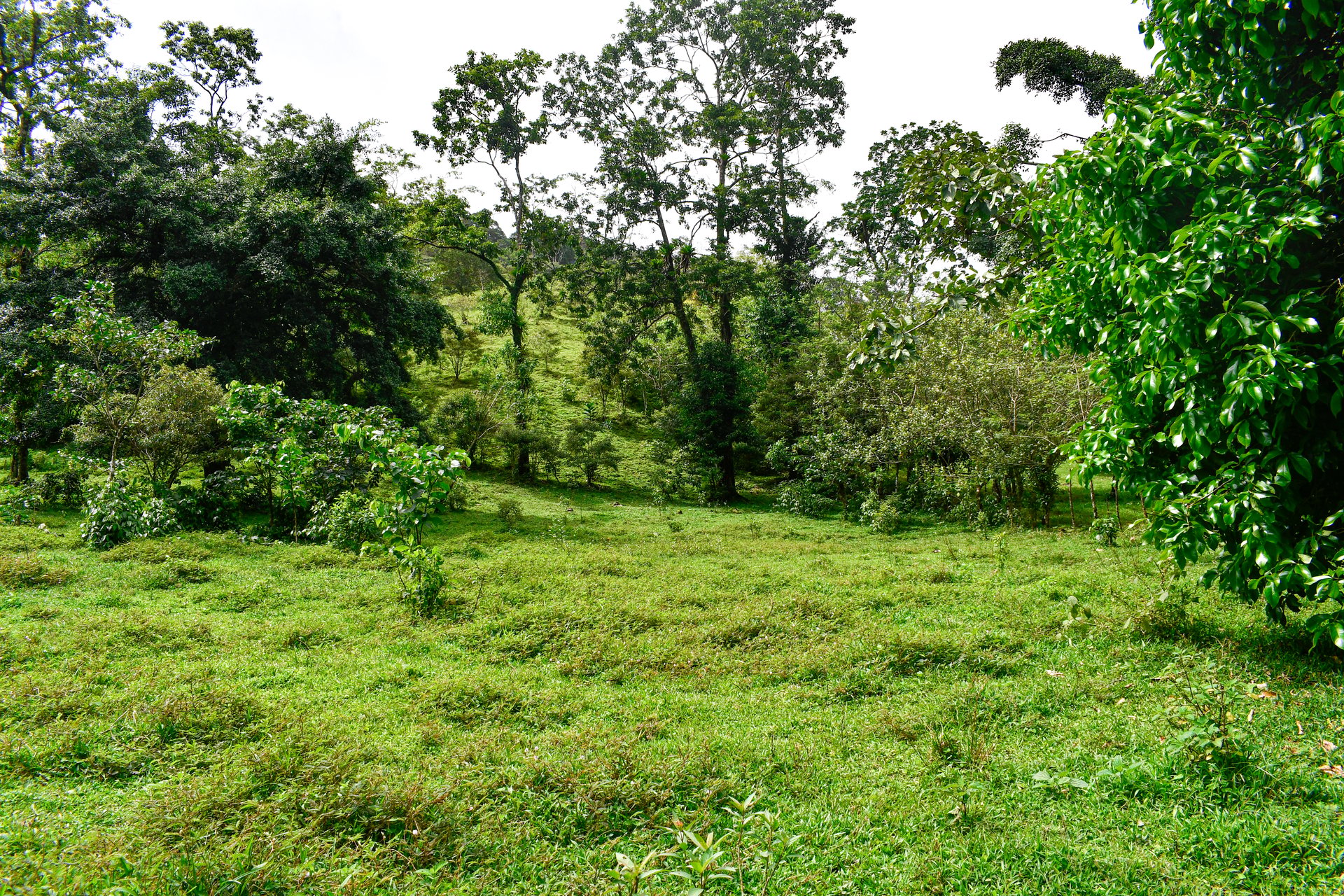 Finca Altamira | Boasting breathtaking panoramic views of the majestic Miravalles Volcano!